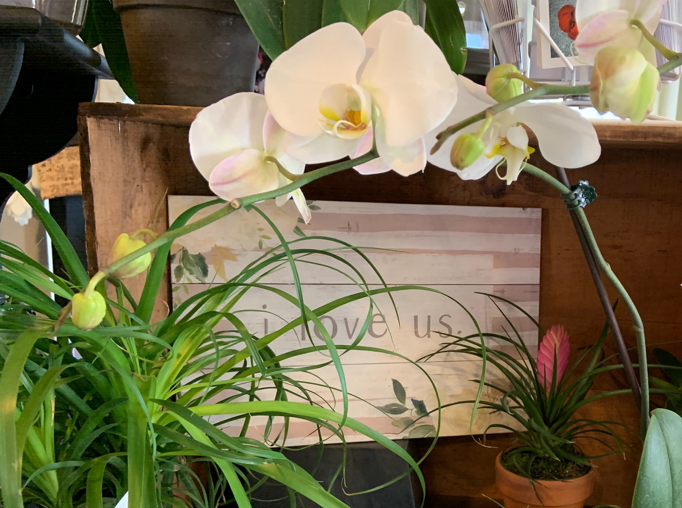 Uxbridge Florist Flower Delivery by 77 Blossom Shop