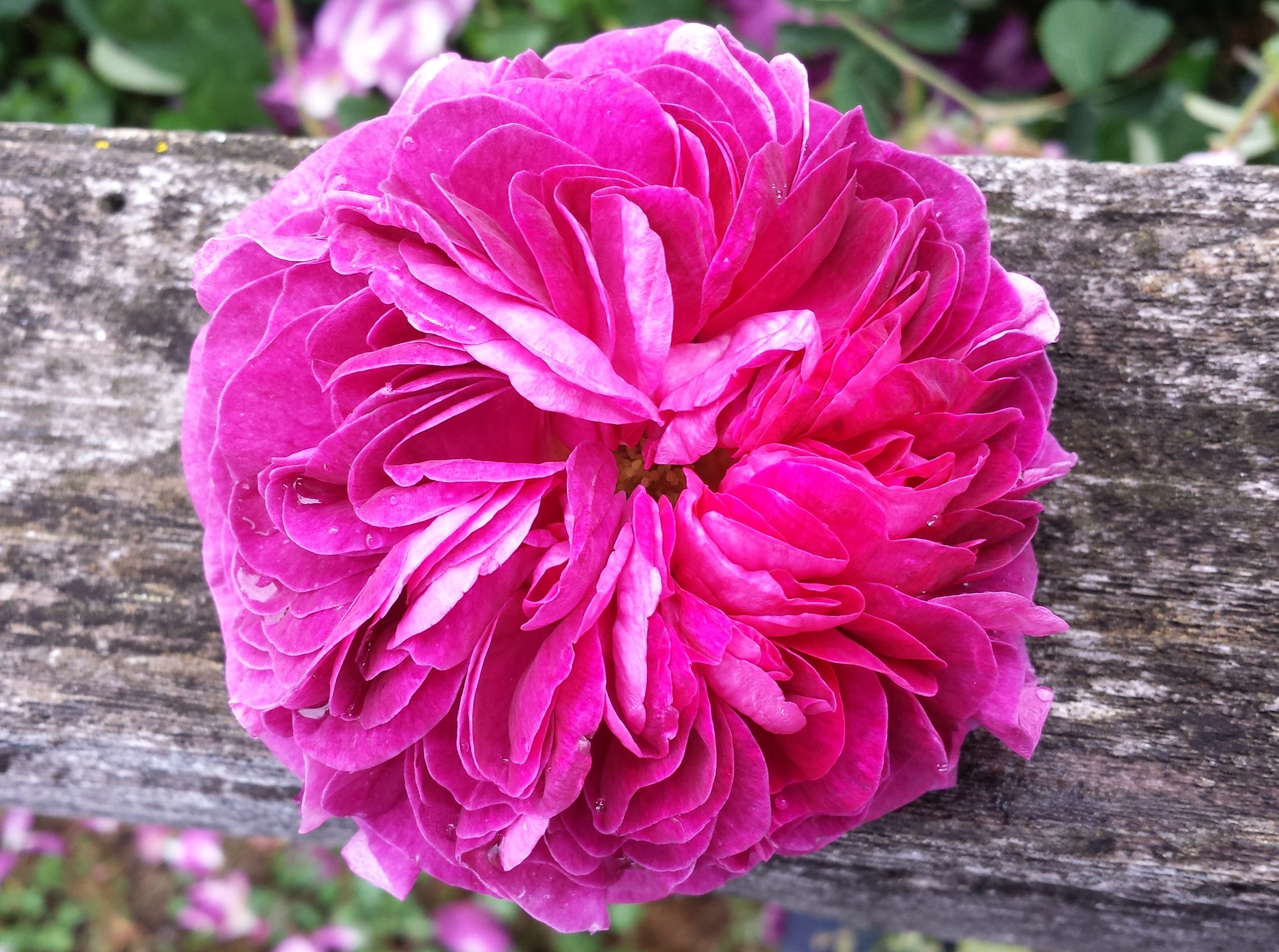 How To Get Flowers Delivered To The Ones You Love Blog Jeffrey S Flowers