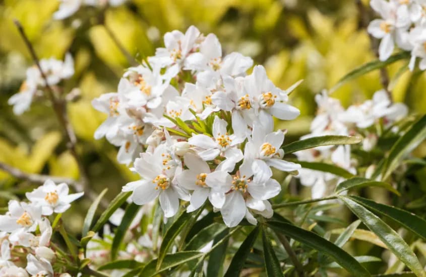 What is the state flower of Florida?