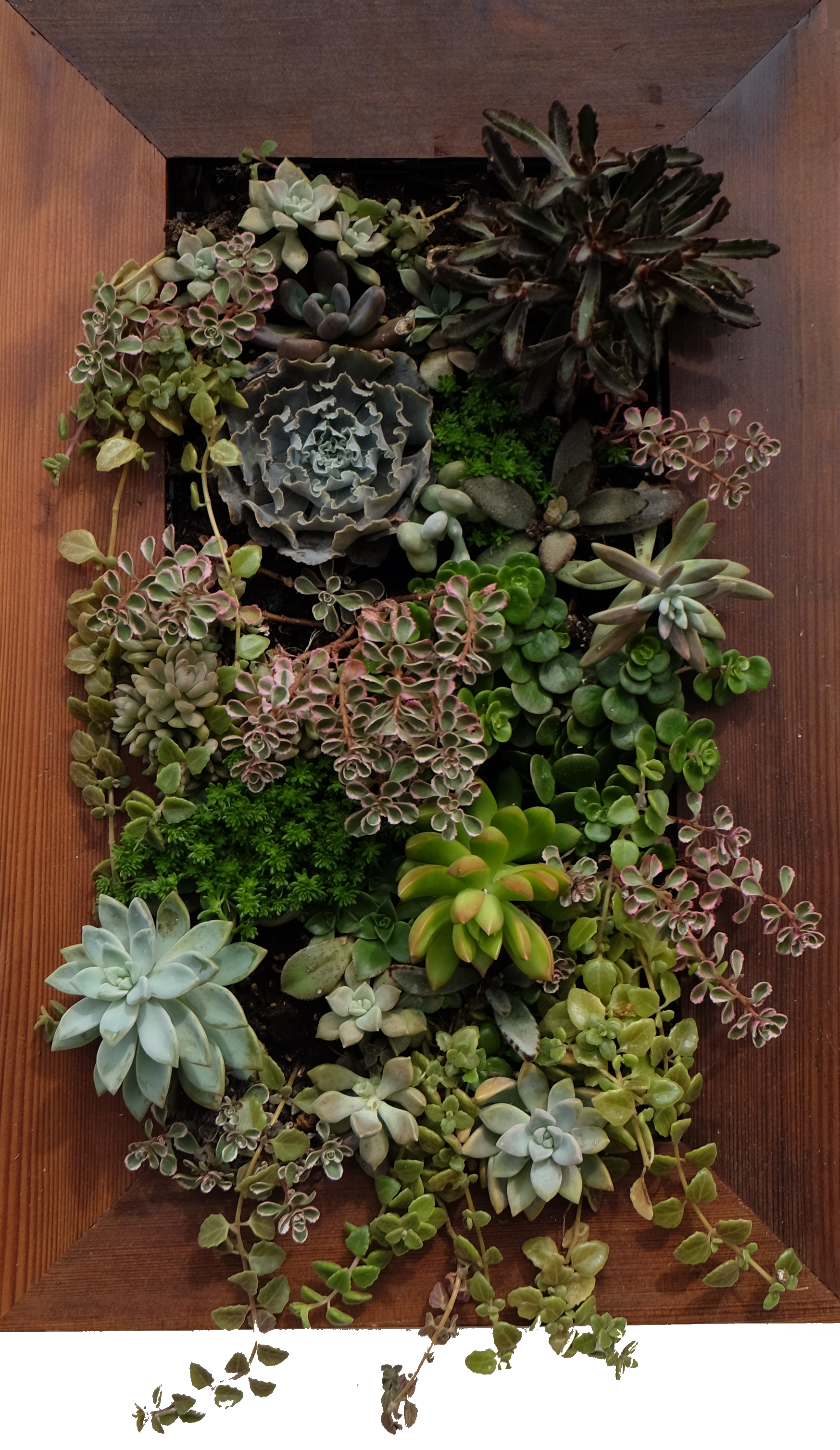 Can't Decide?  Try a Succulent Garden!:  