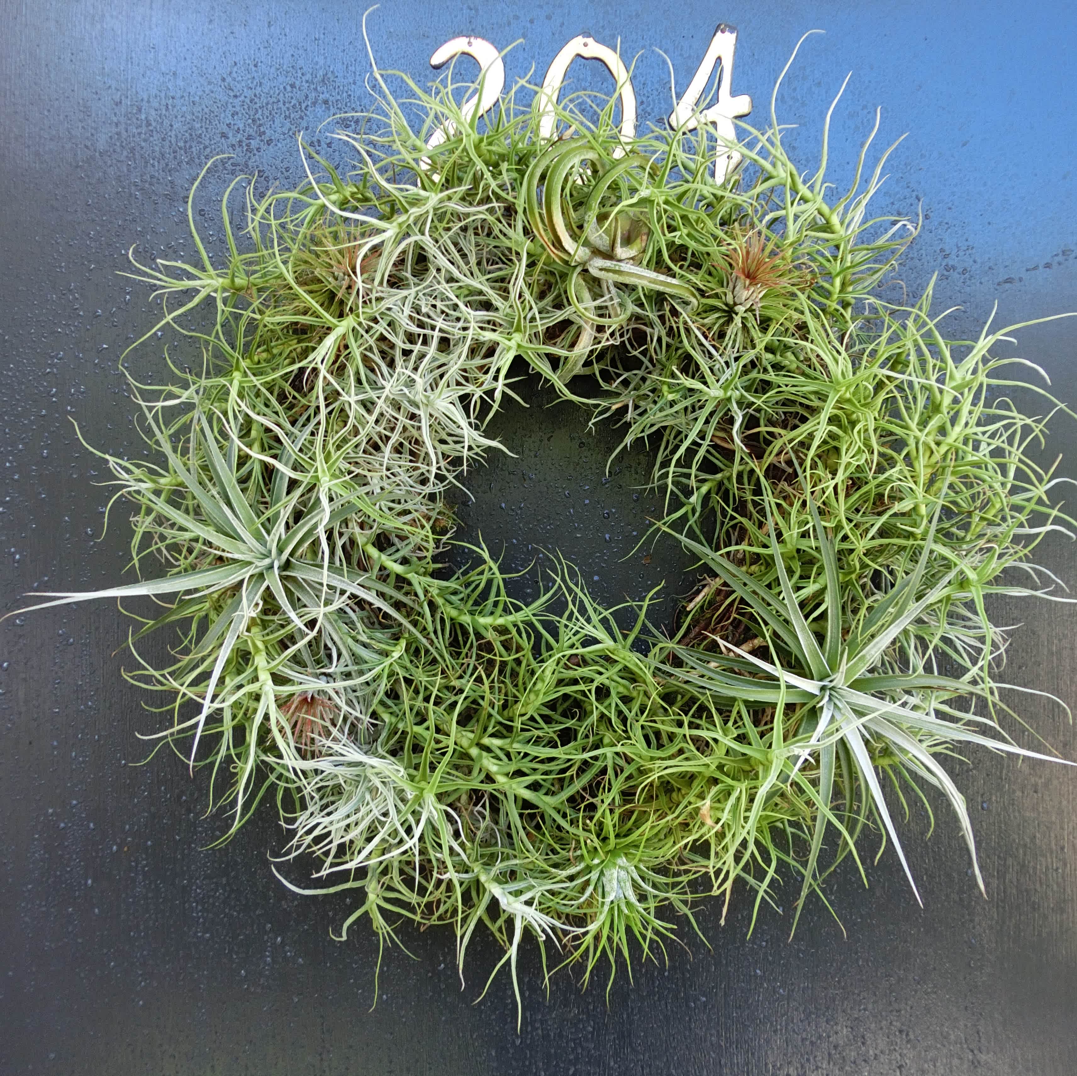 Tillandsia Care