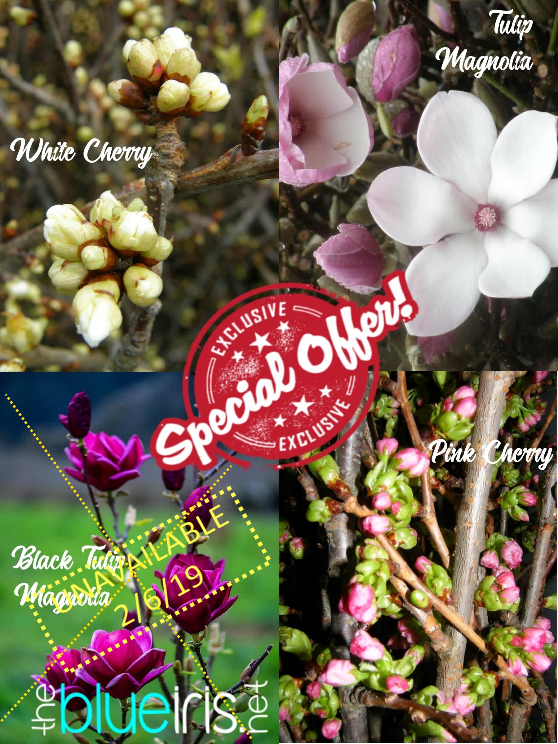 Blooming Branches Available 2/8/19
