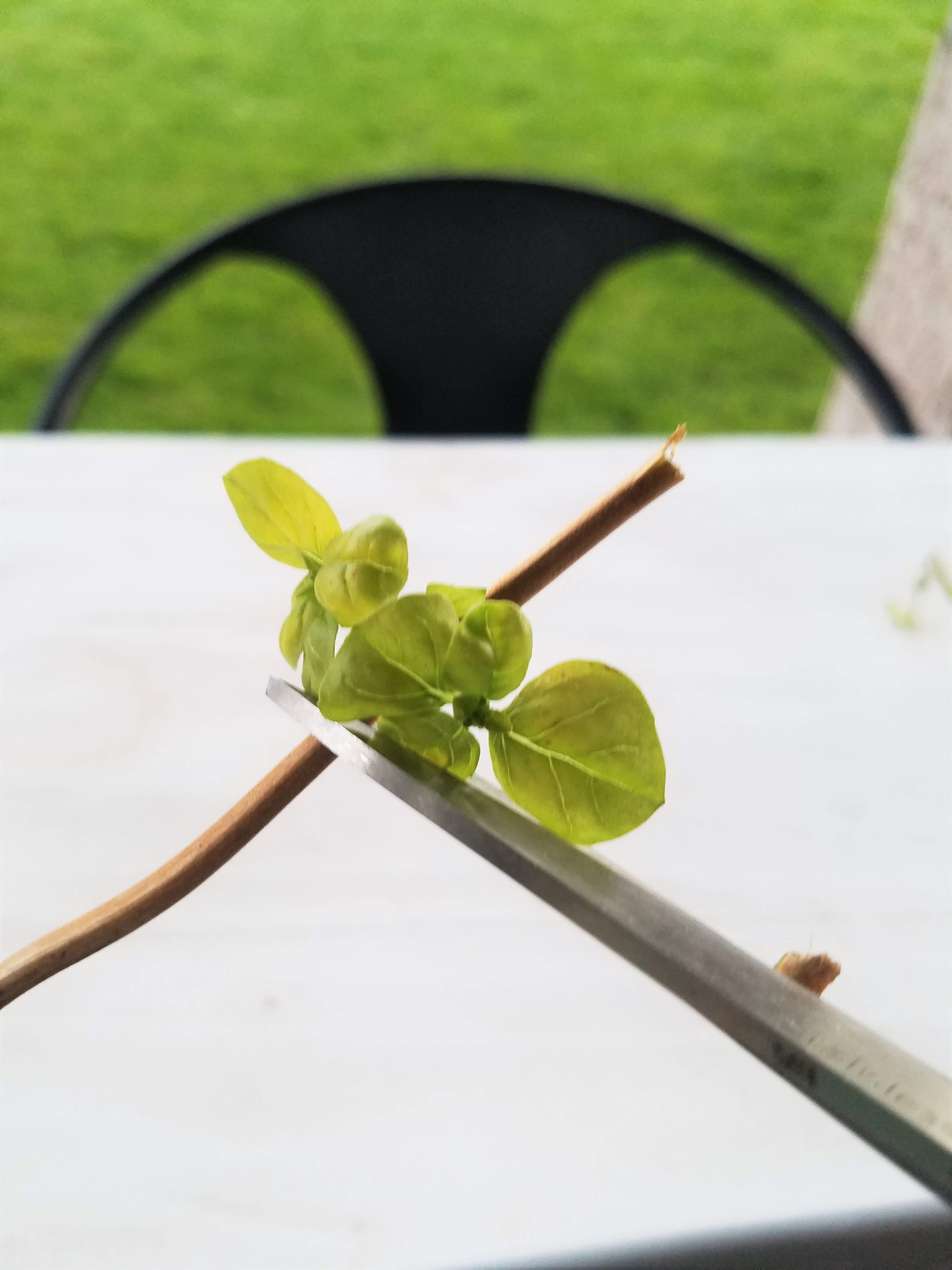 Grow Your Very Own Herb Garden