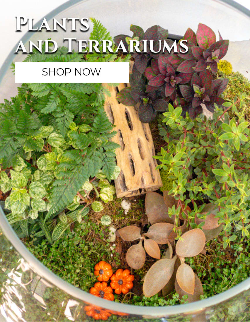 Pittsford Florist Flower Delivery by Pittsford Florist