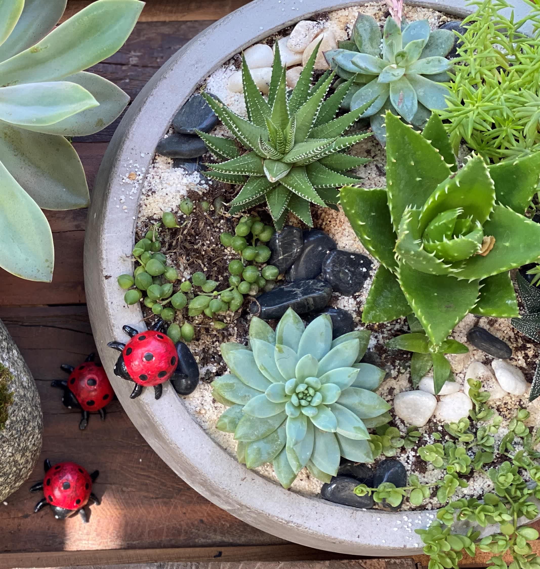 Houseplants for Sale!