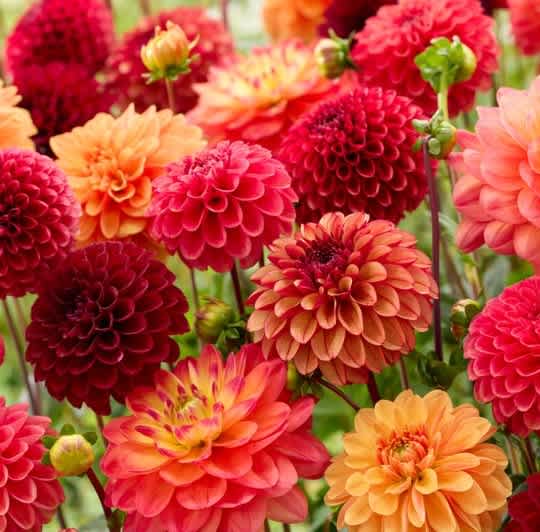 Dahlia Delight