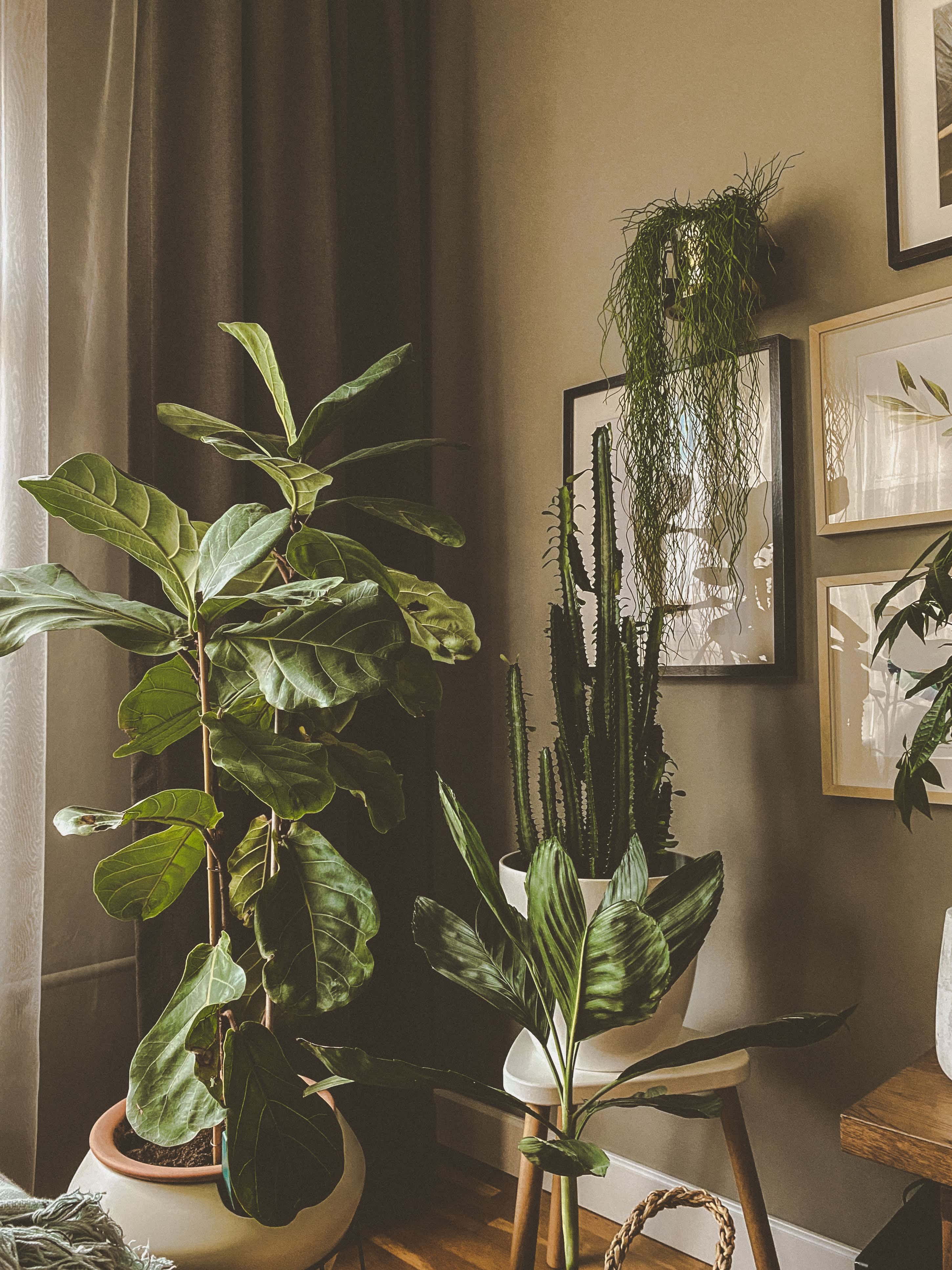 Plants, Pots, and Placement: 17 Expert Tips 