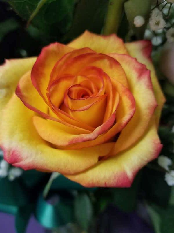 June Birth Flower - Rose