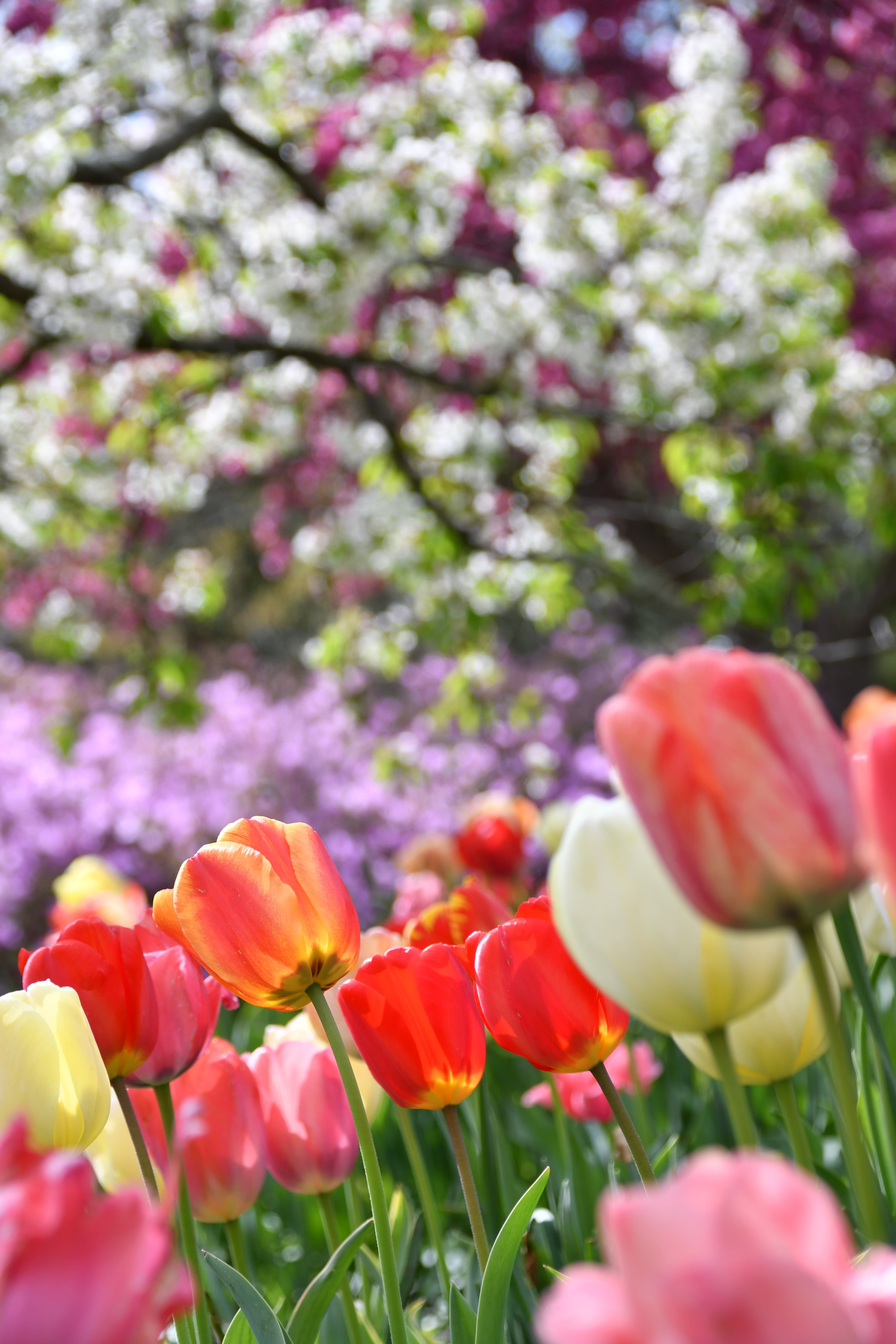 Top 5 Spring Flowers