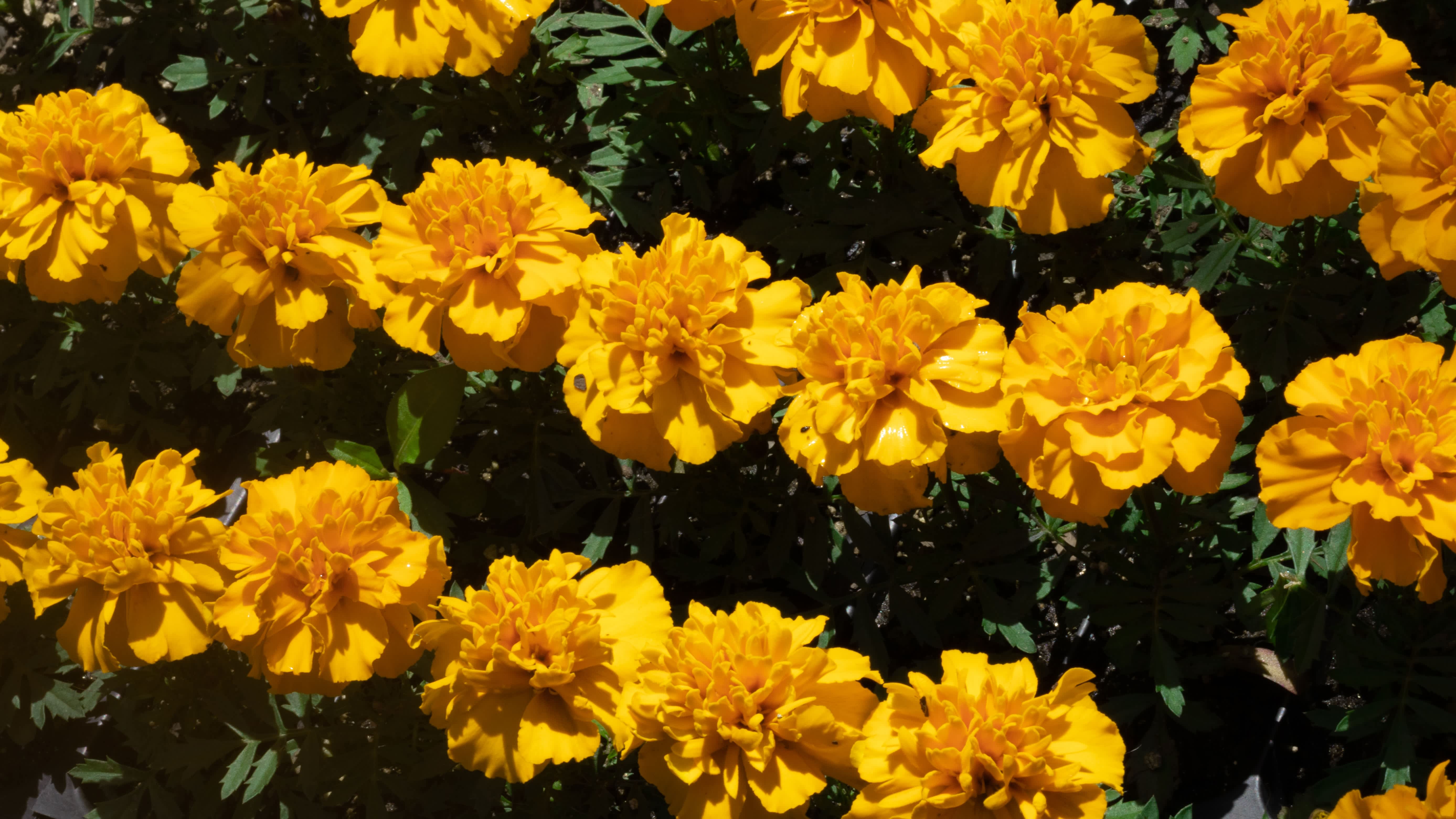 October Birth Flowers - Marigold