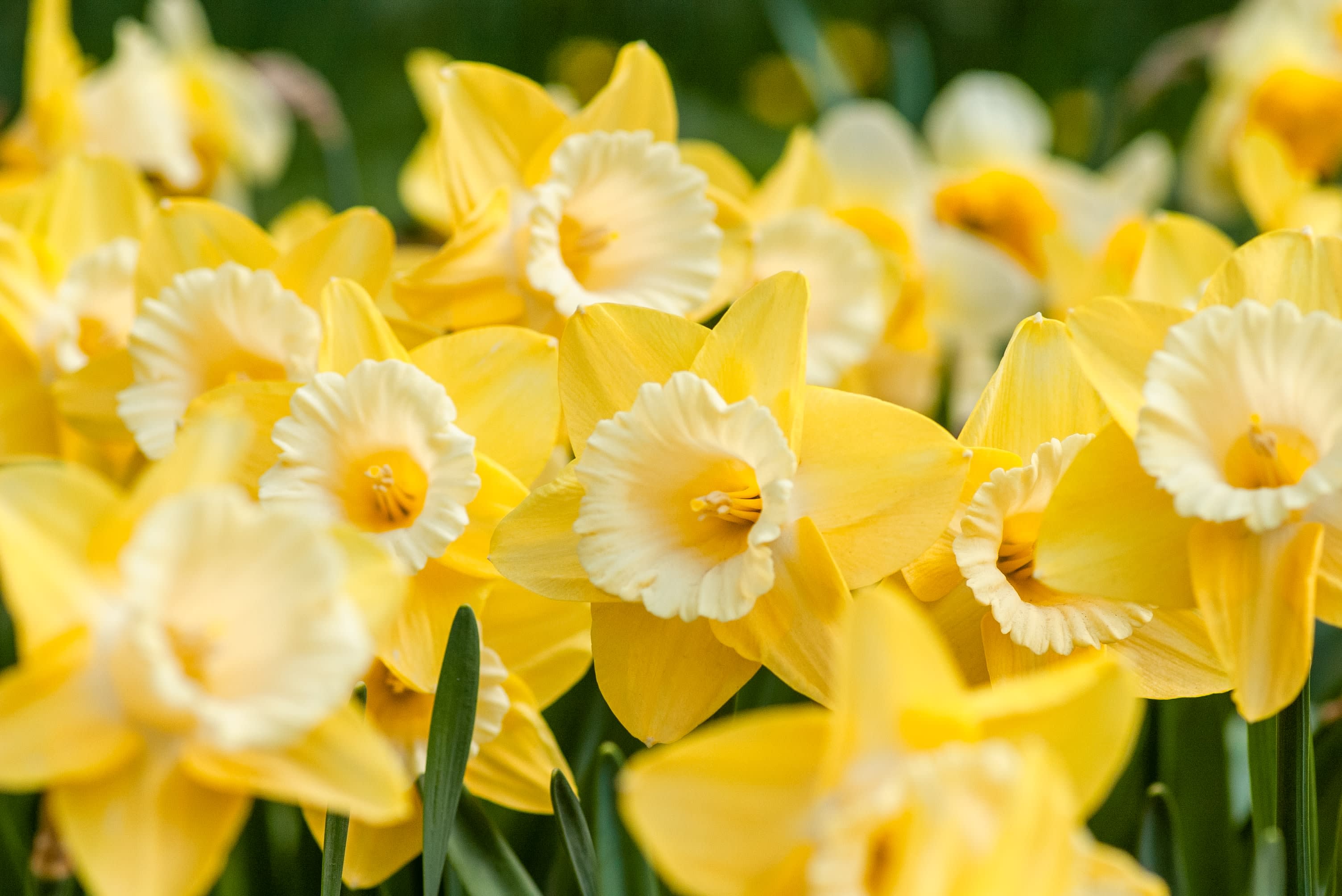 March Birth Flower - Daffodils