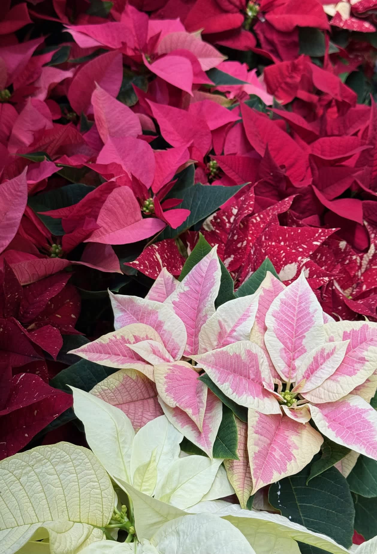 How To Care For A Poinsettia Plant
