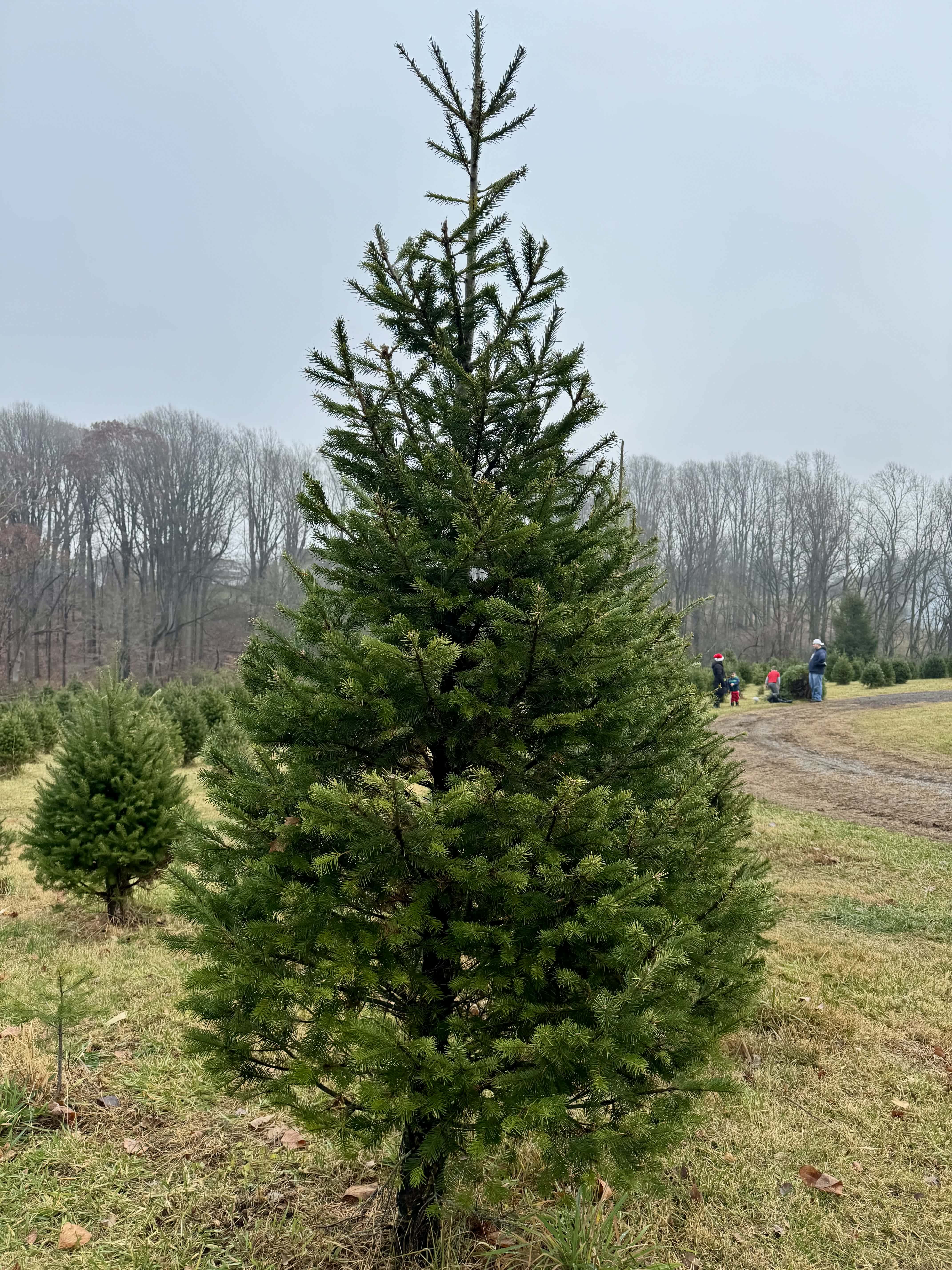 How to Preserve Your Christmas Tree