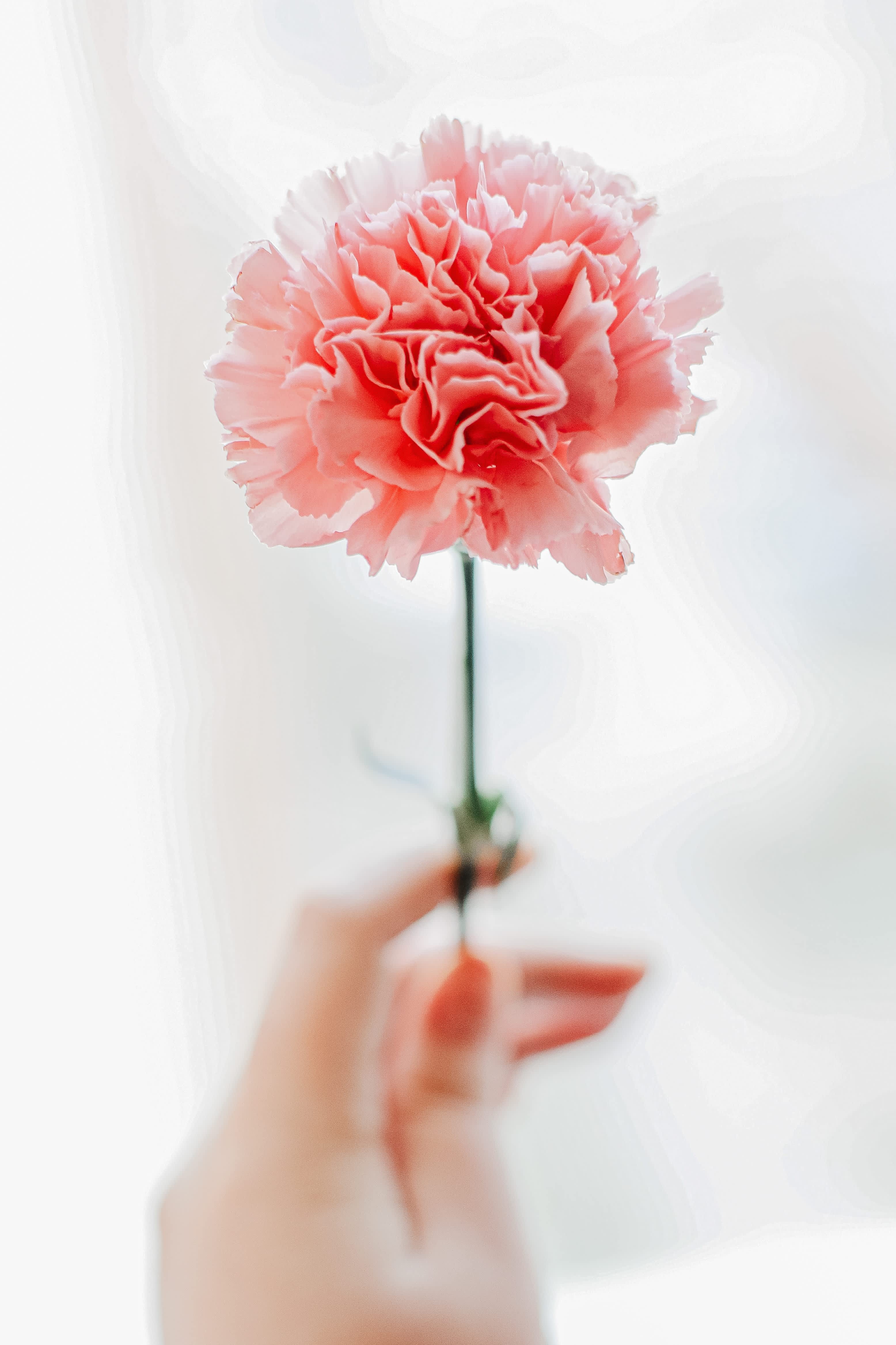January Birth Flower - Carnations