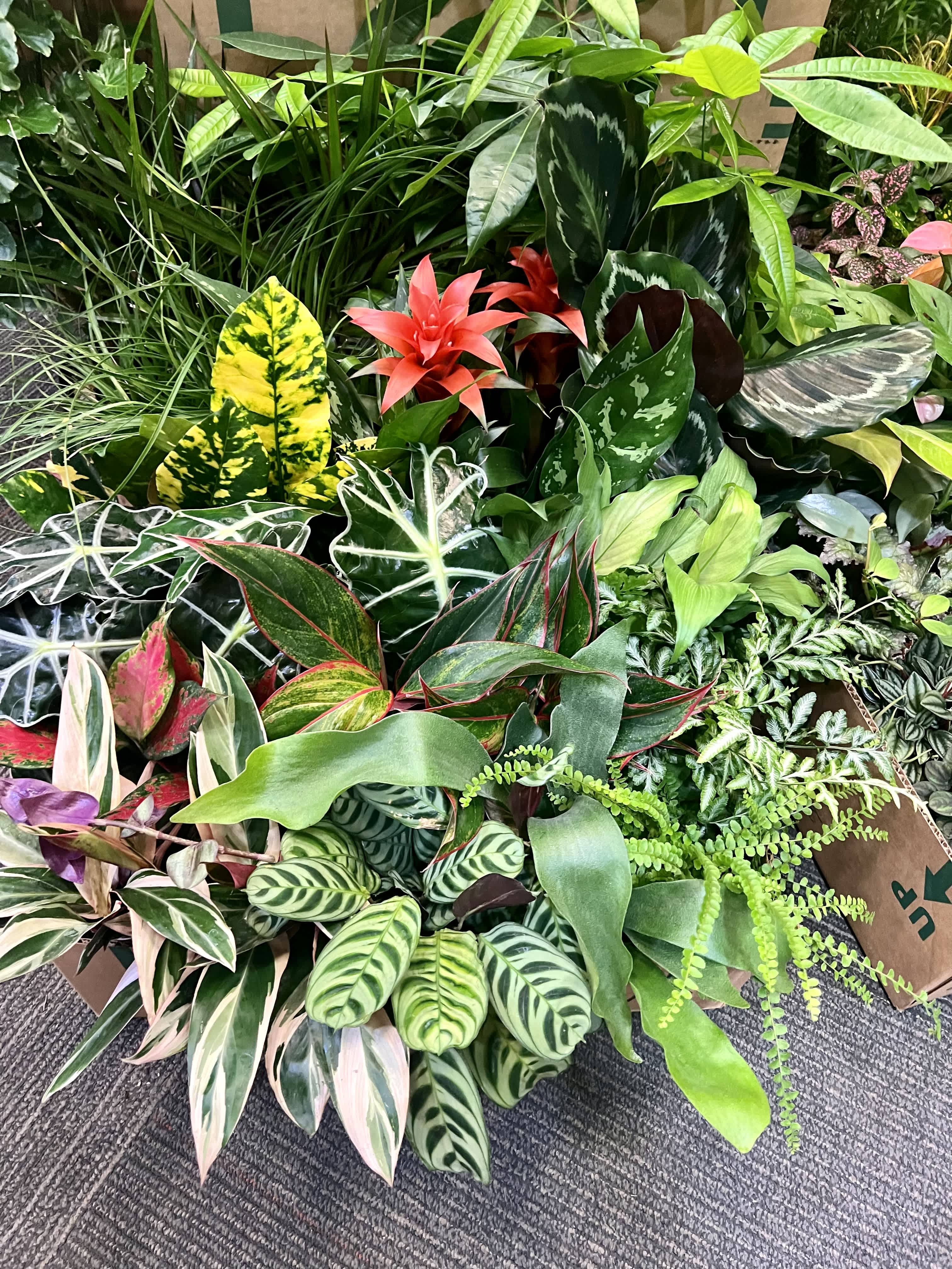 About Our Plant Selection 