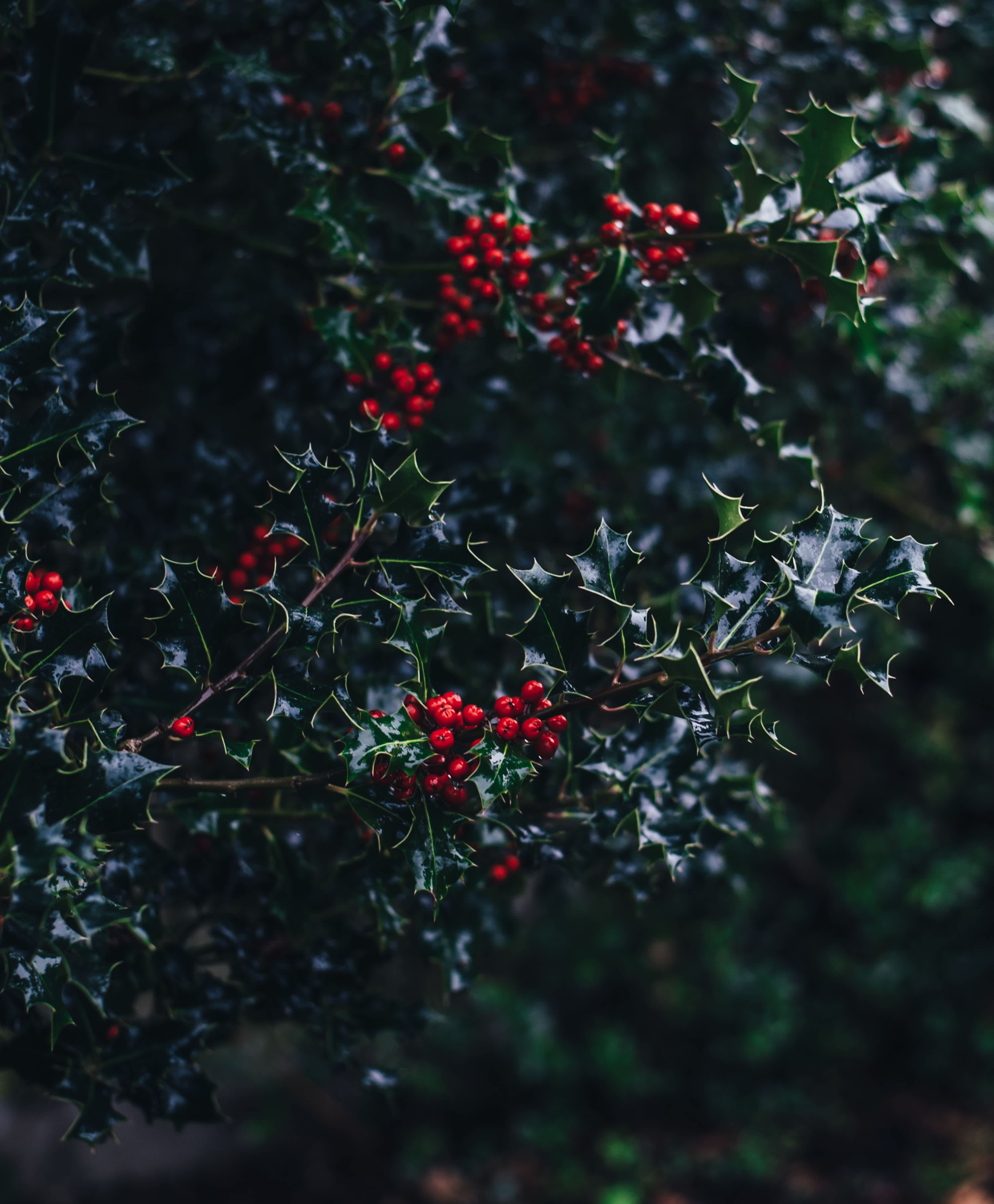 December Birth Flower - Holly