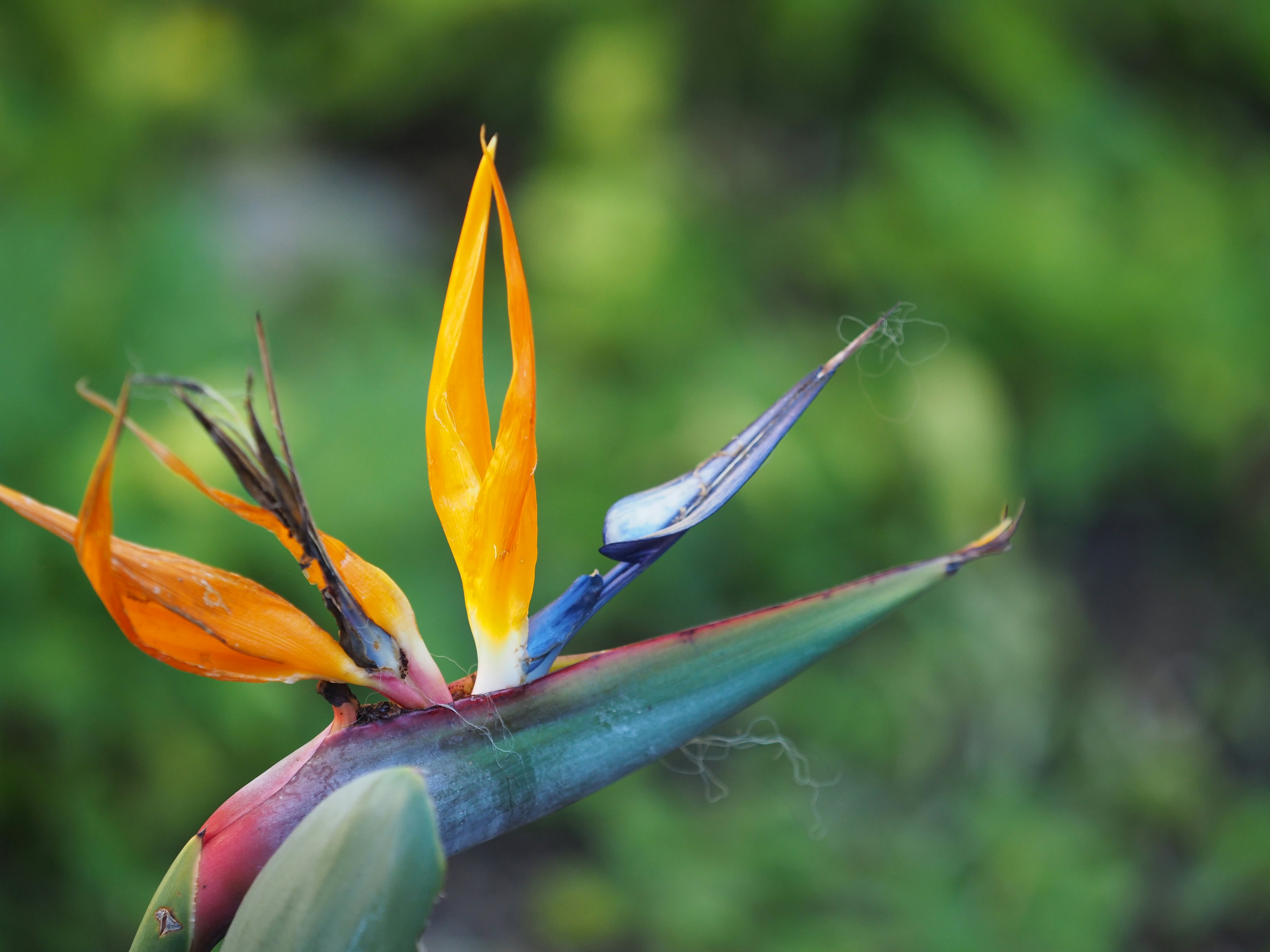 Fun Facts about Birds of Paradise