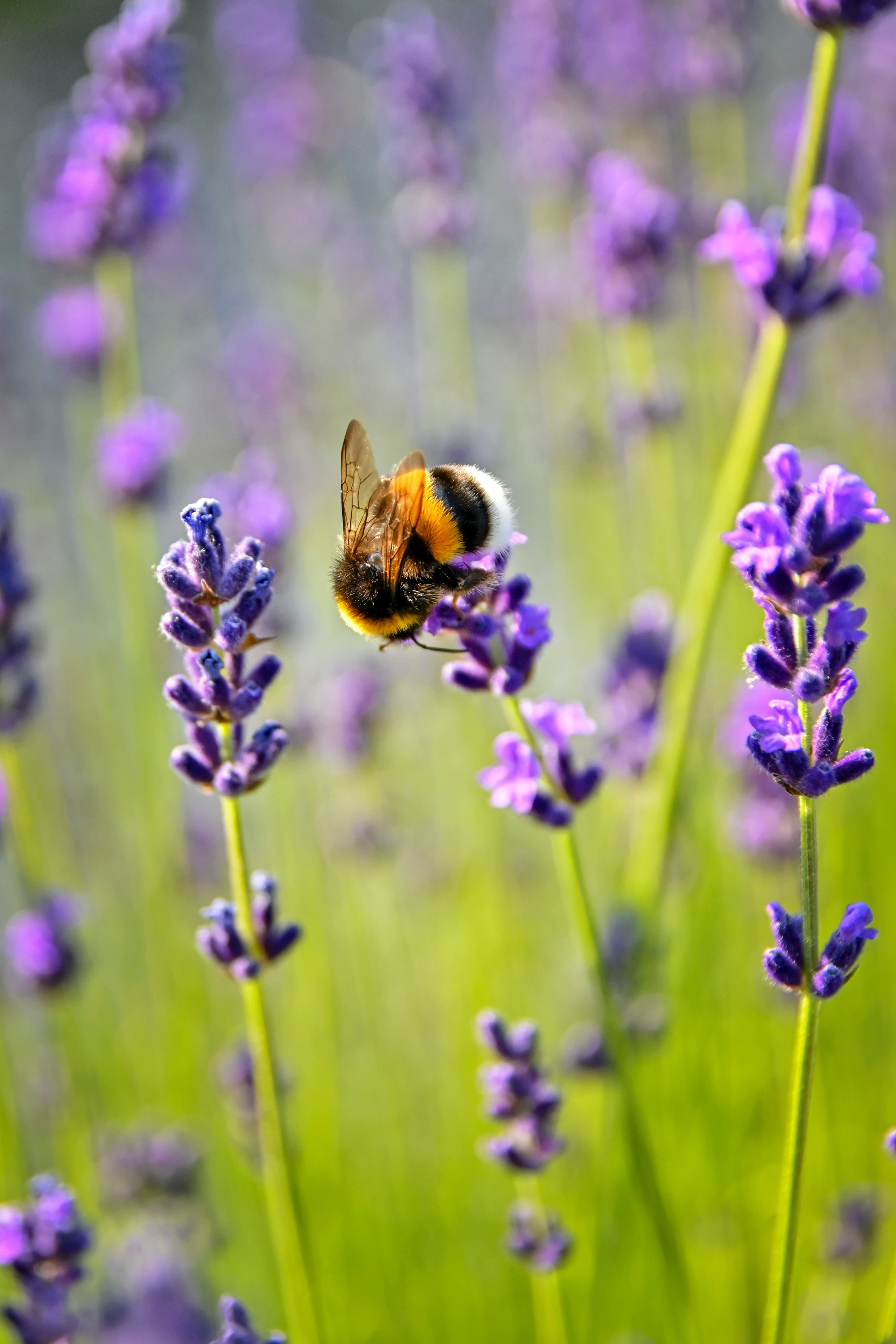 Flowering Plants That Bees Love!