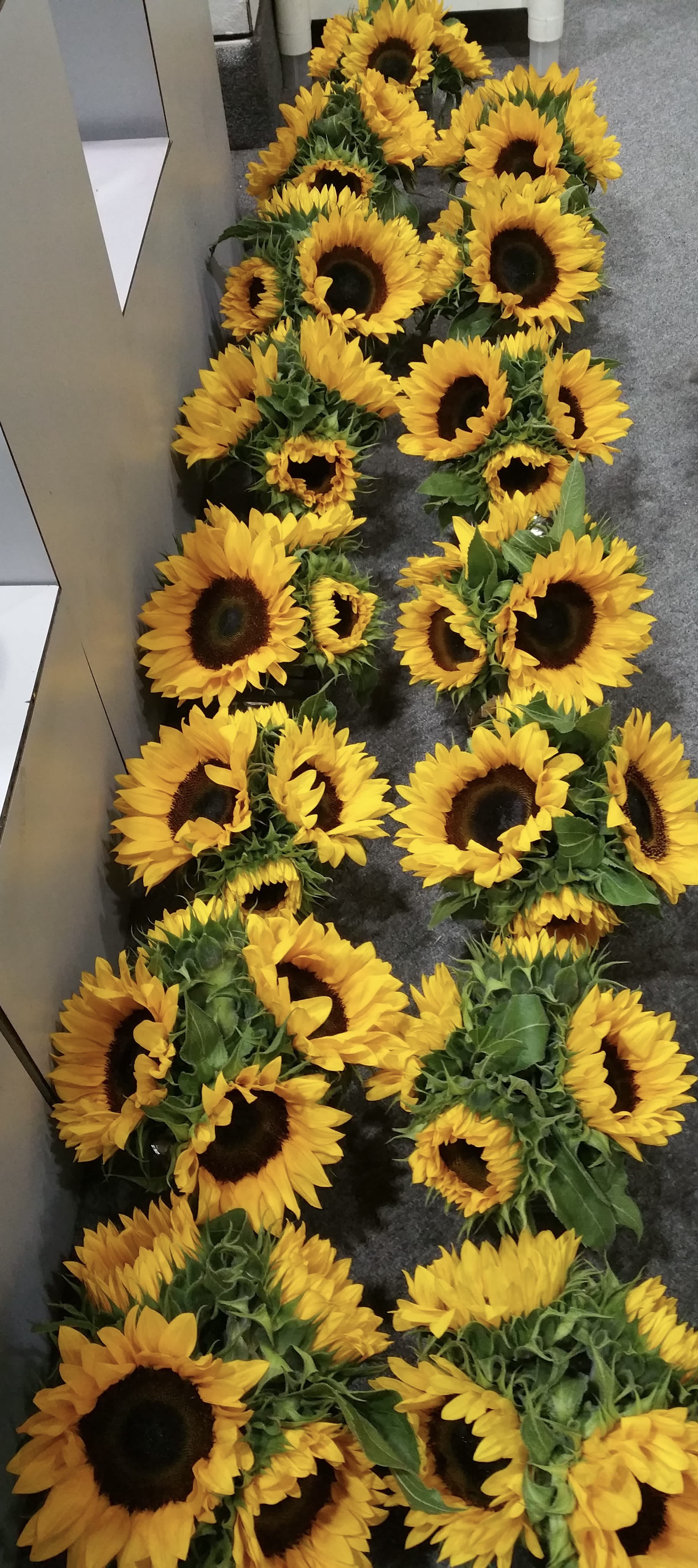 Fun Facts about Sunflowers