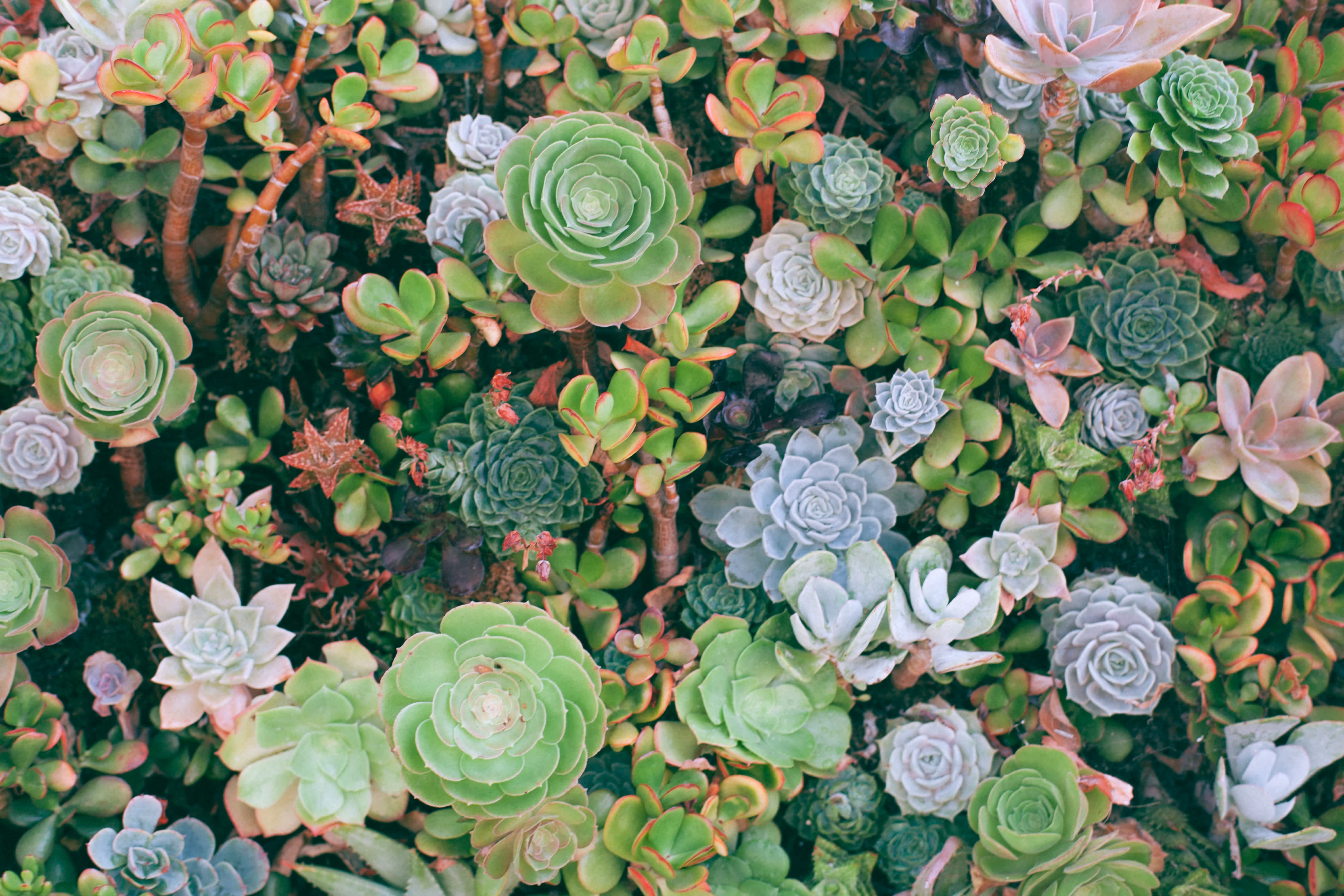 All About Succulents