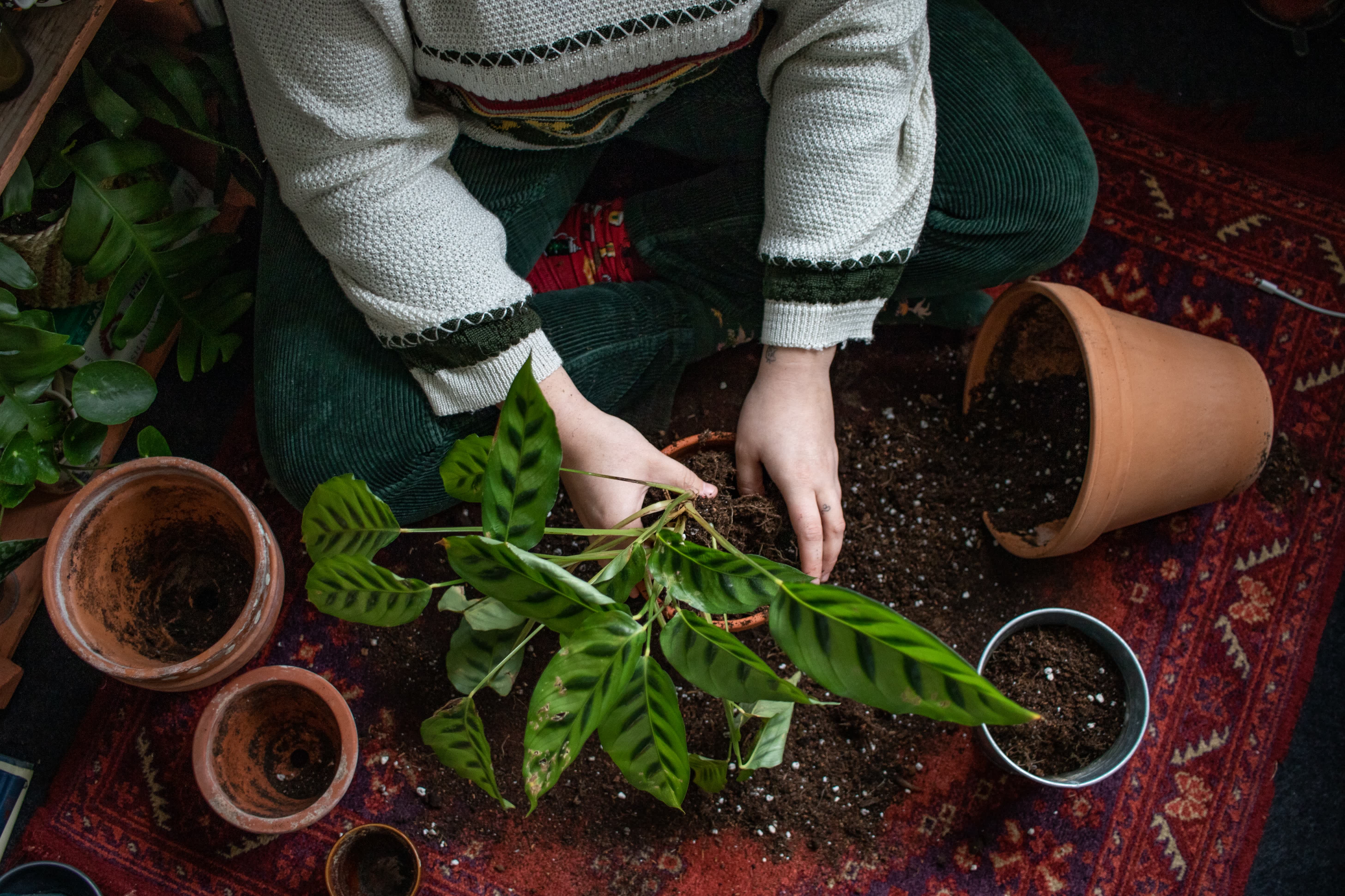 How to Replant Your Houseplant 