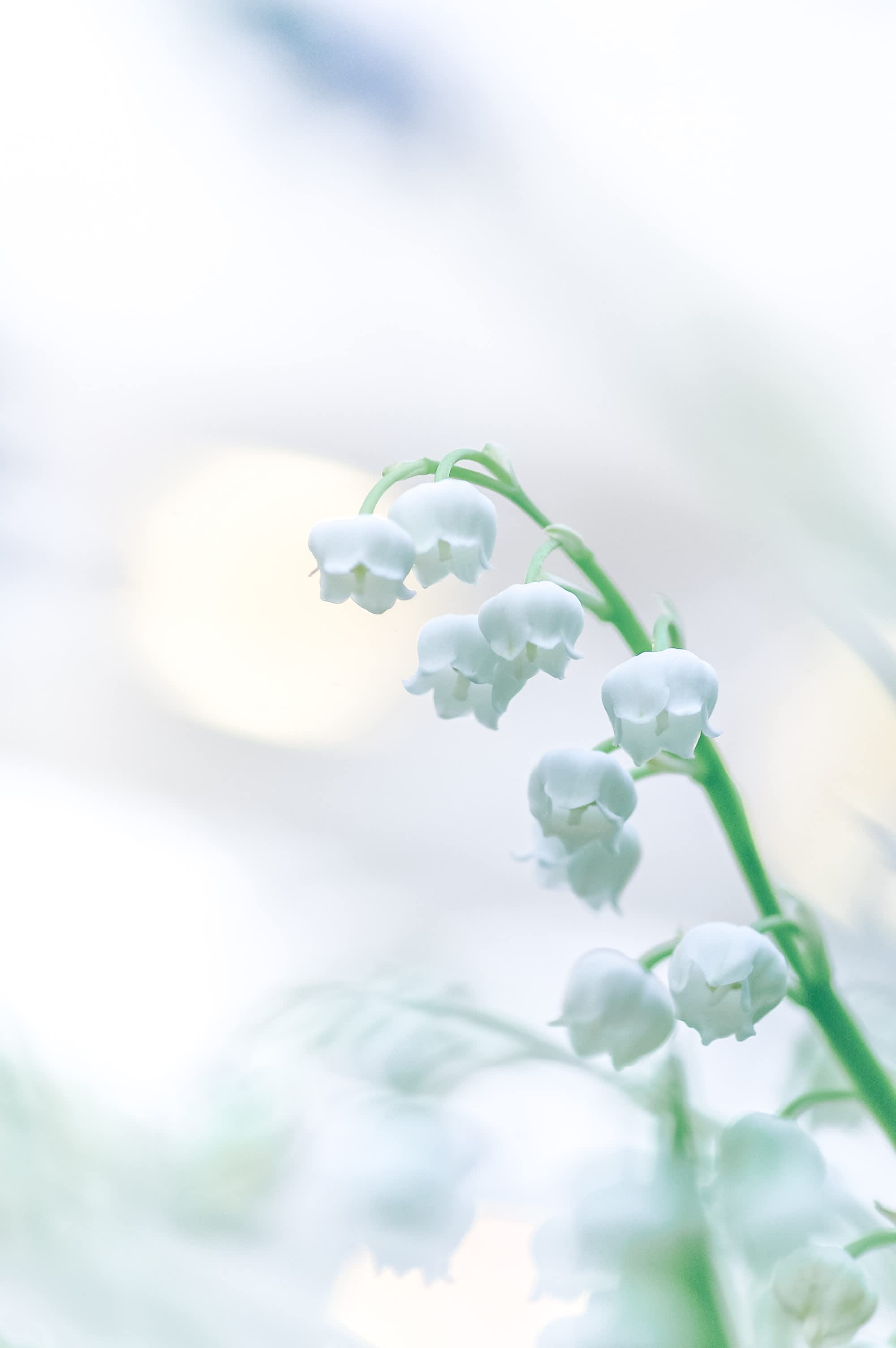 May Birth Flower - Lily of the Valley