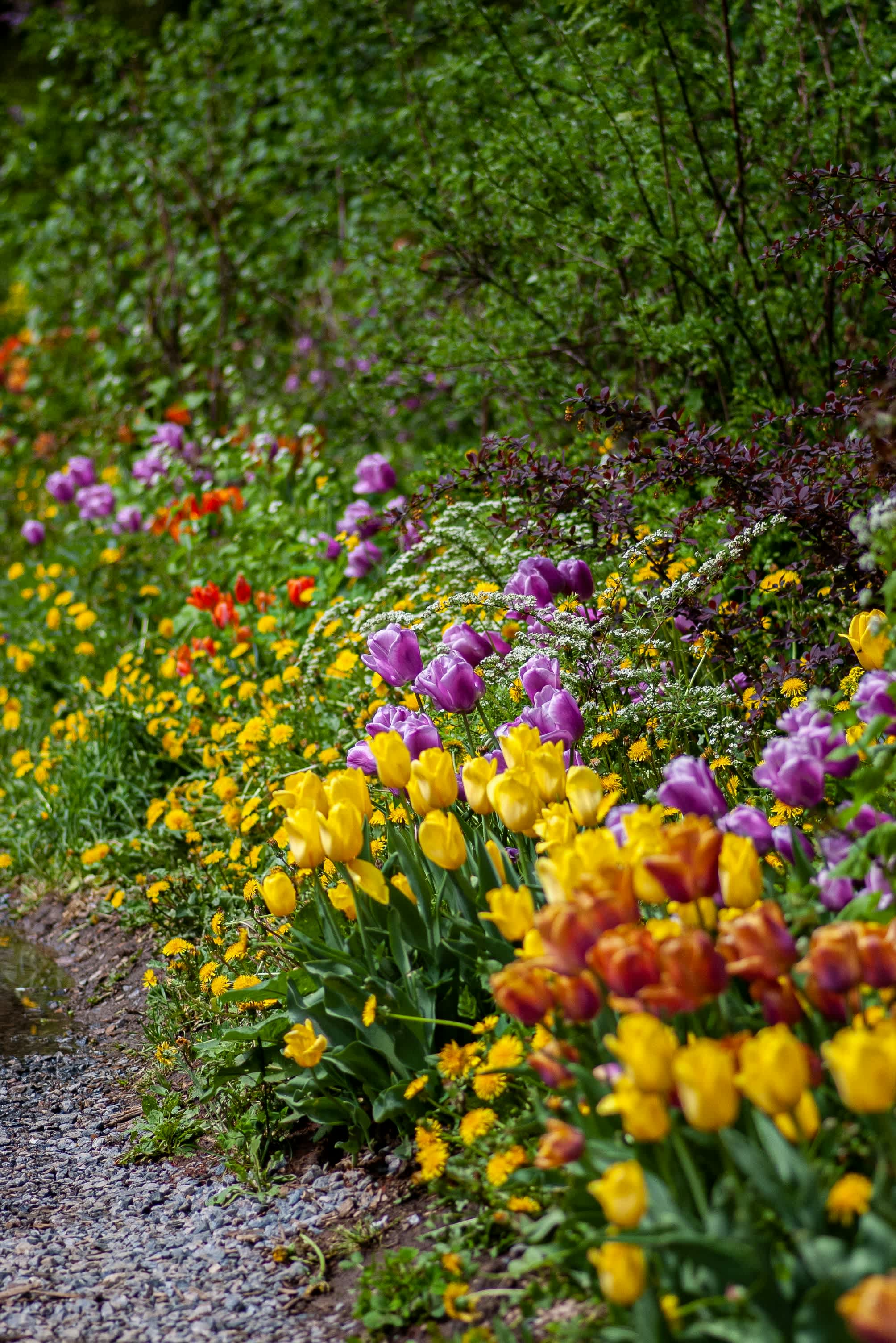 How To Prep Your Garden for the Spring