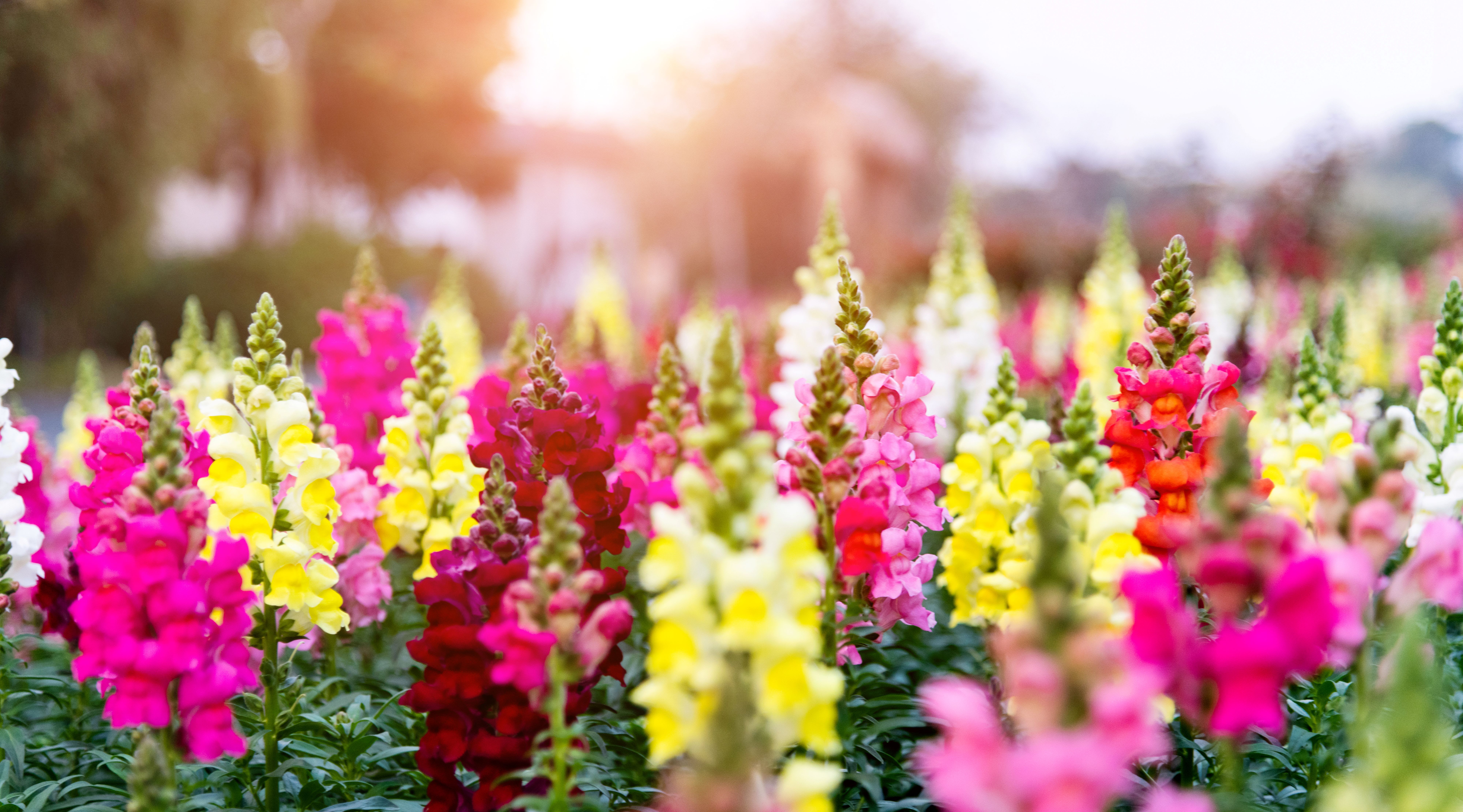 Fun Facts About Snapdragons!