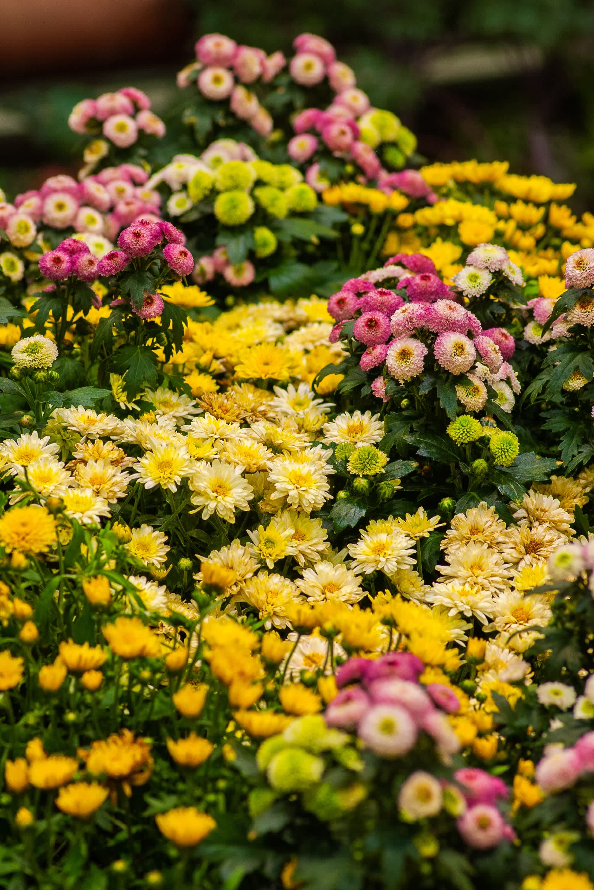 November Birth Flower - Chrysanthemum