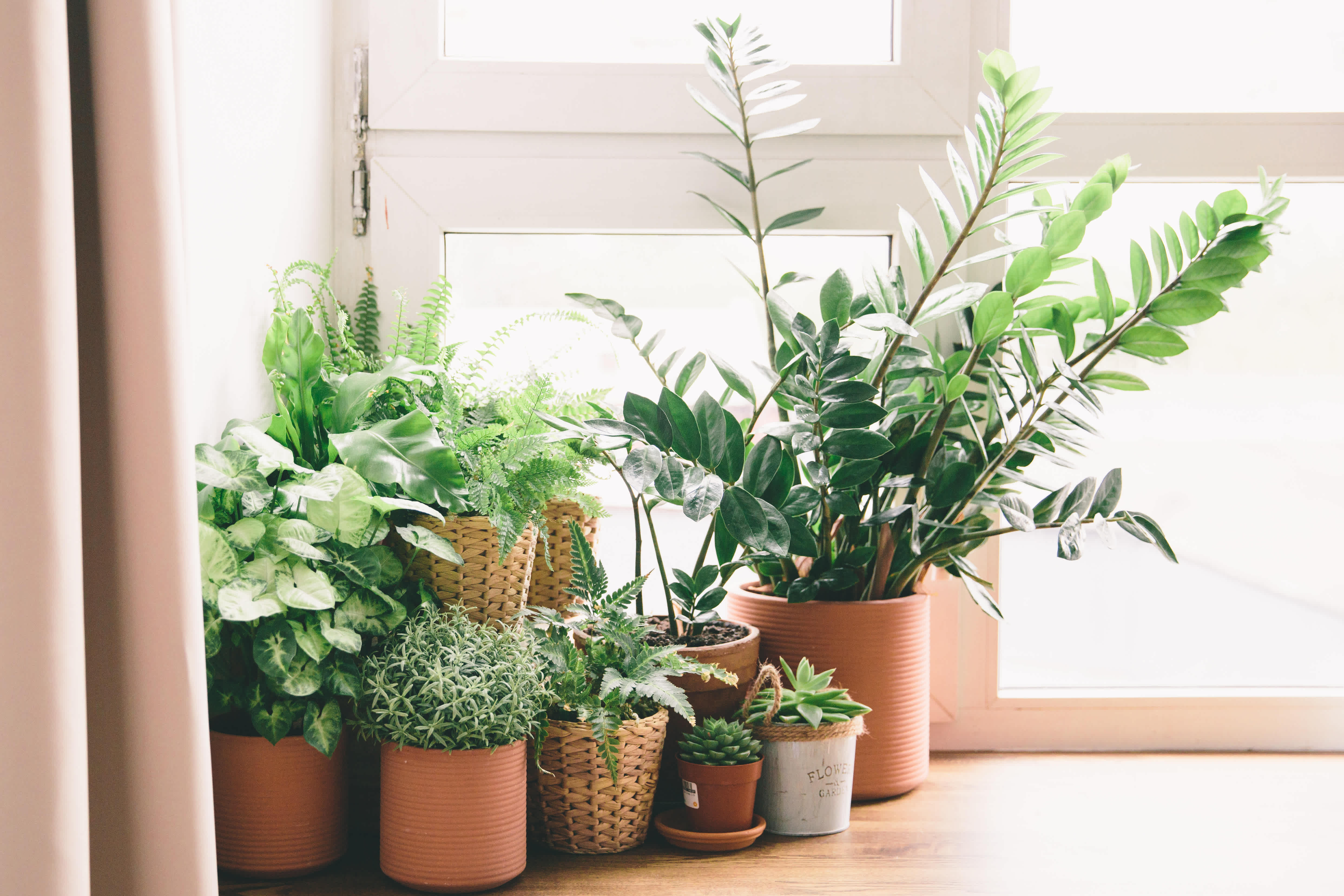 Best Plants To Have In The Office