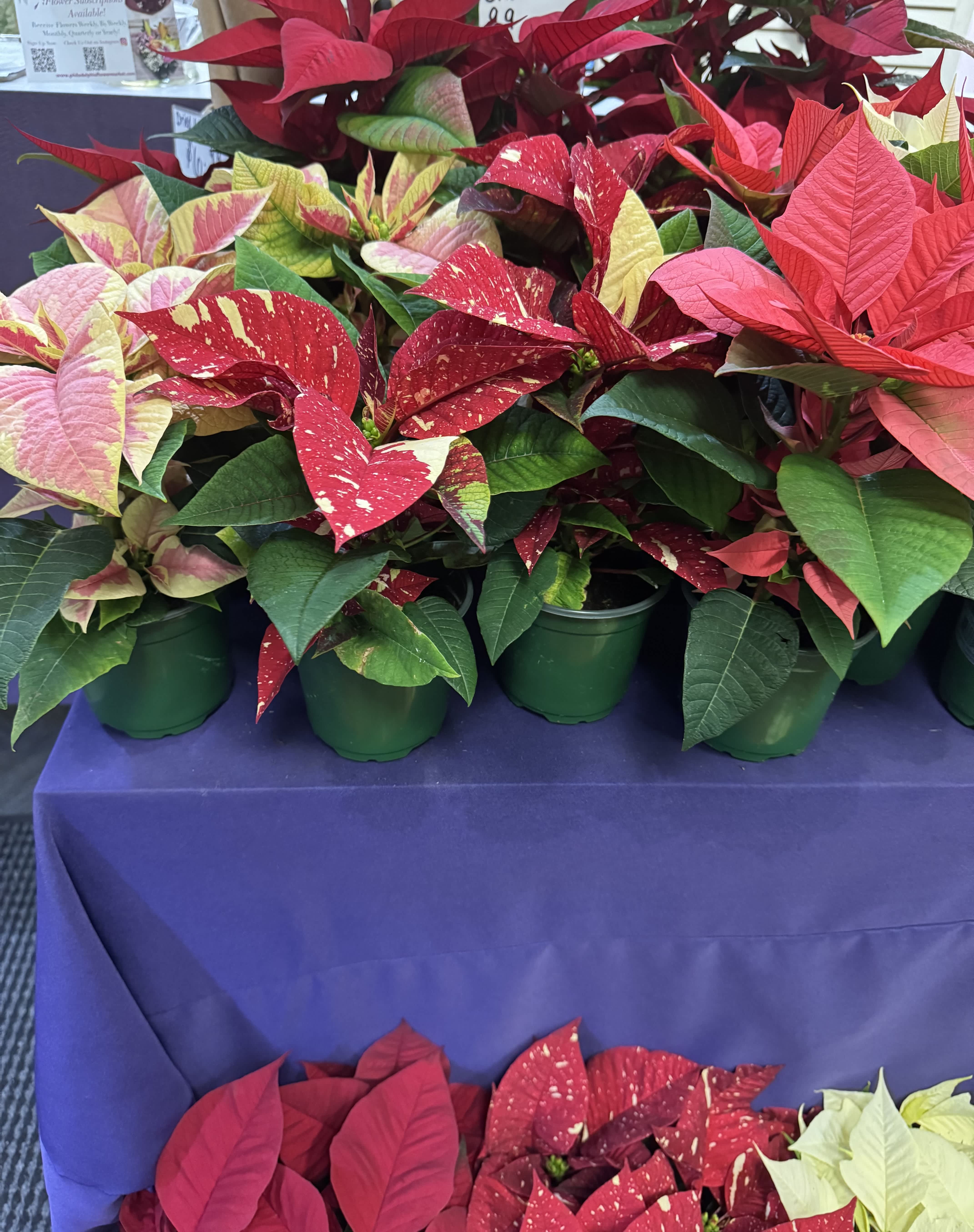 What to do with your Poinsettia after the holidays?