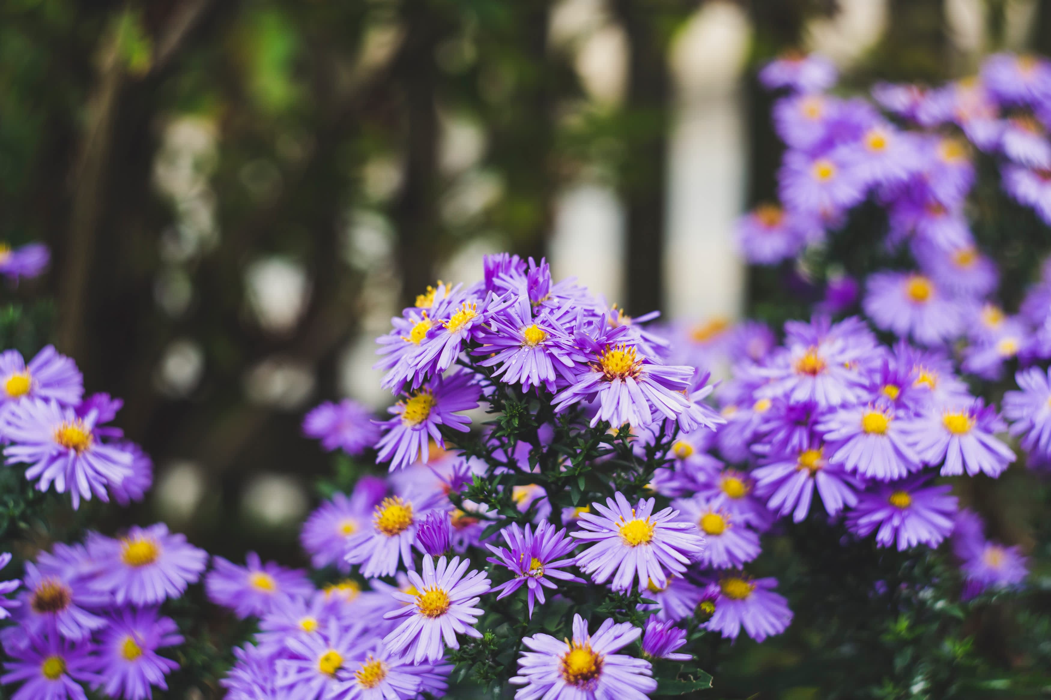 September Birth Flowers - Aster