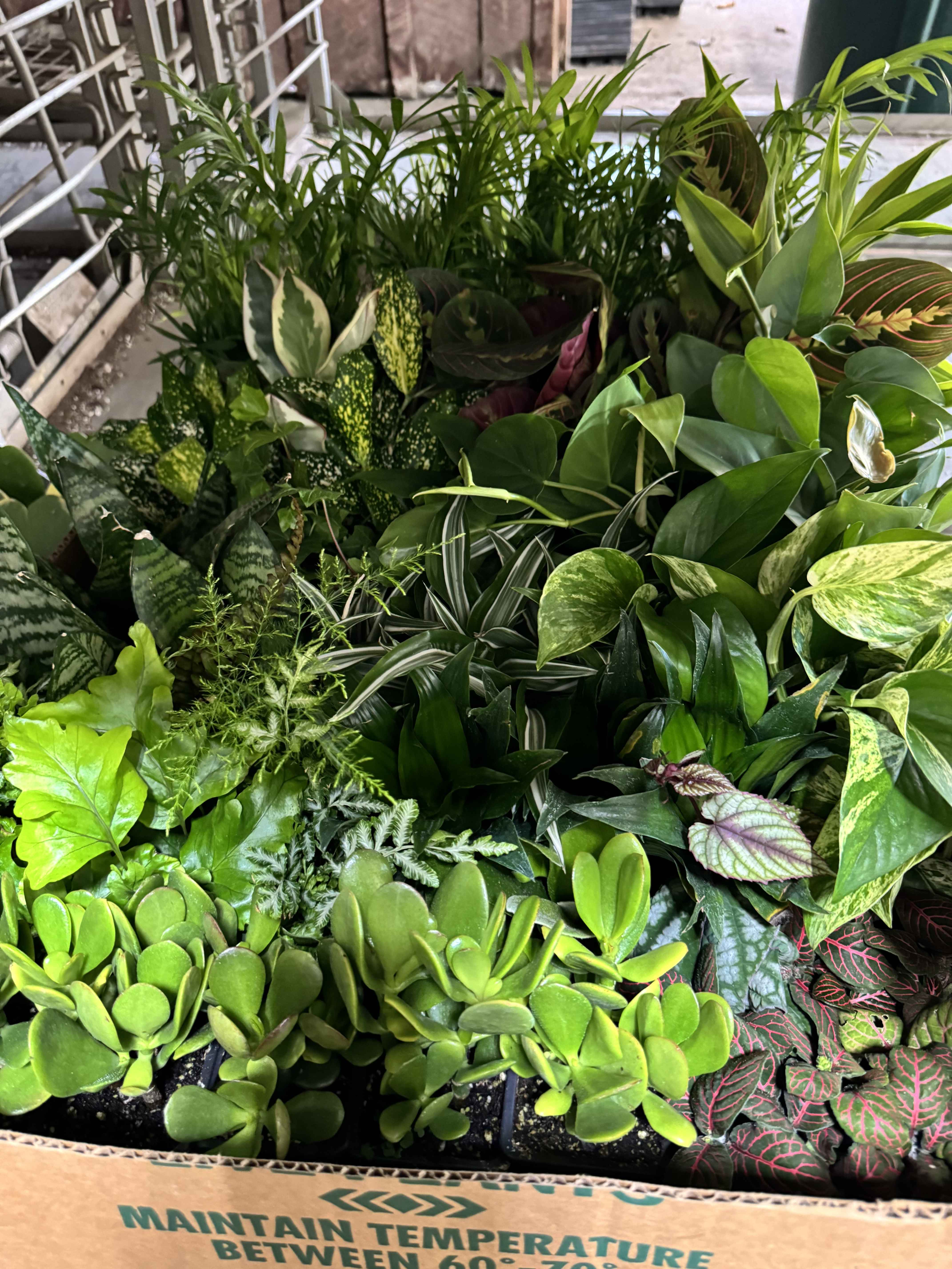 Best Plants to Grow in Low Lighting