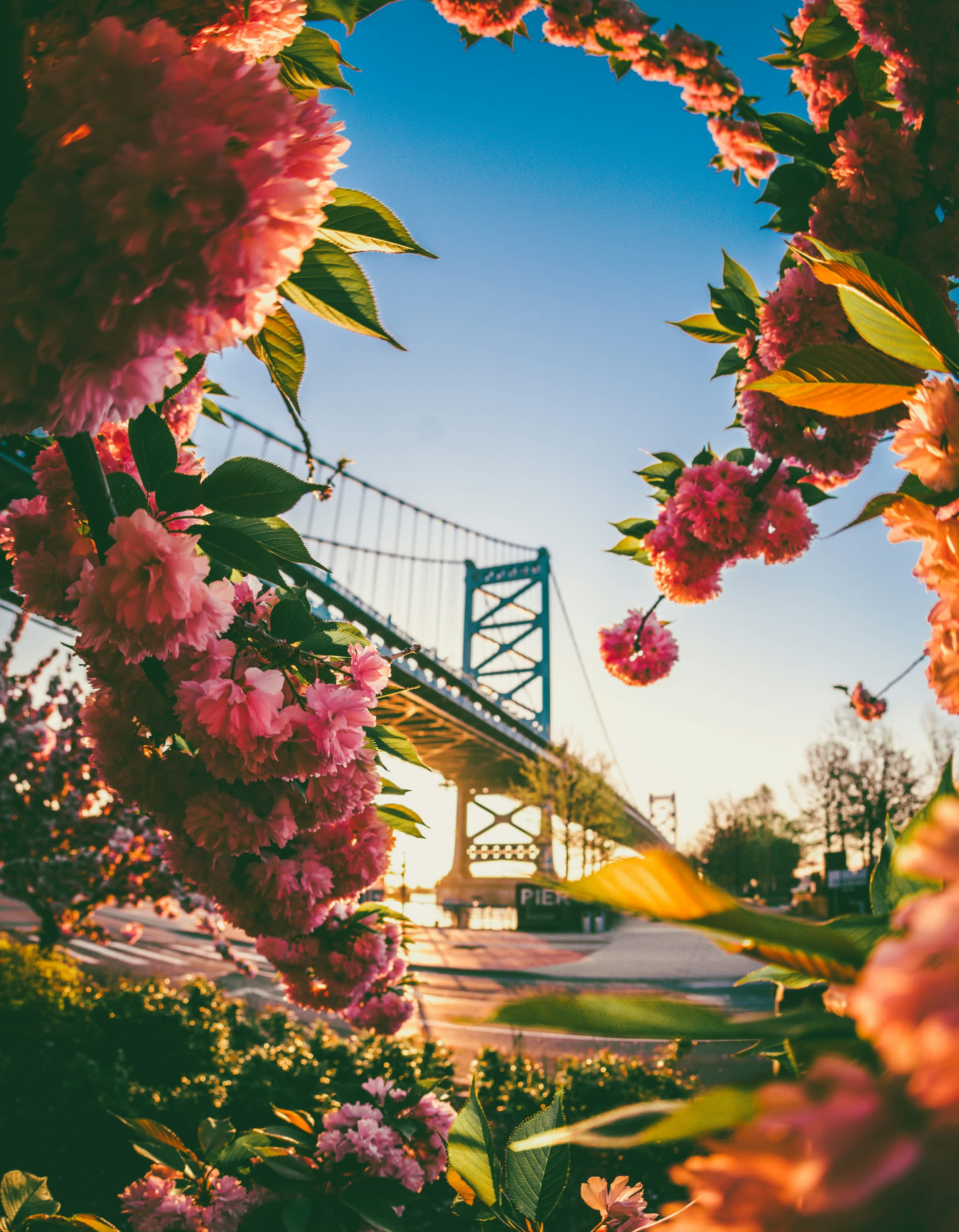 Top Places to See Flowers in the Philadelphia Area