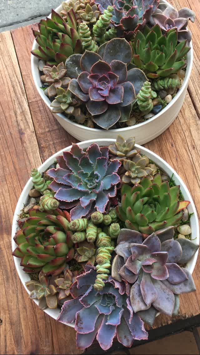 Succulents & Plants
