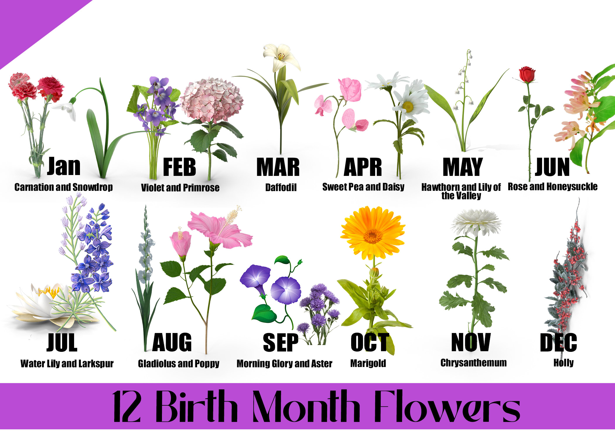 12 Birth Month Flowers