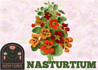 Nasturtium Anniversary Flower