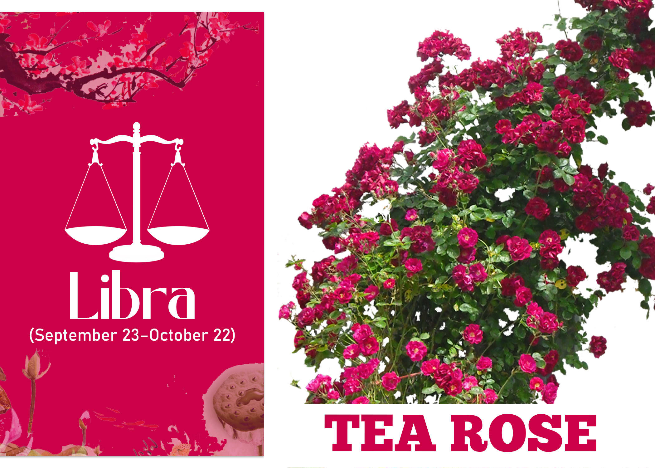 What Is A Libra Flower at Henry Briggs blog