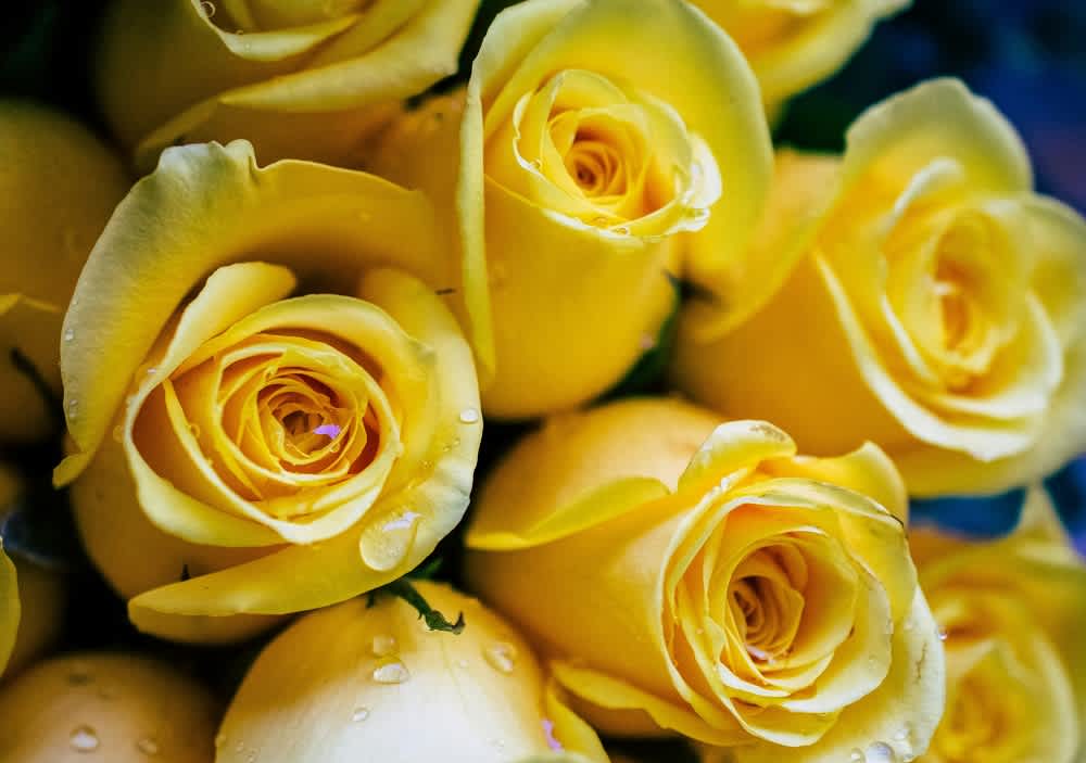 A Guide to Congratulatory Flowers: Types & Symbolism