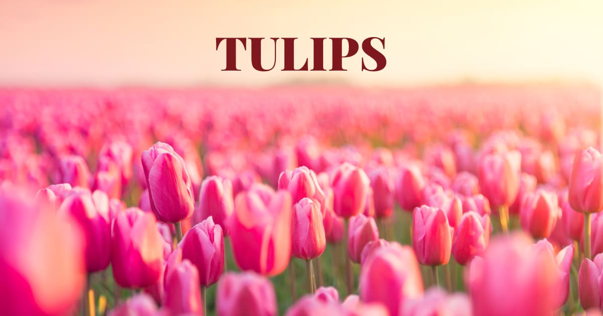 Tulips - Best Mothers Day Flower