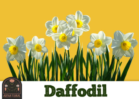 Daffodil Anniversary Flower