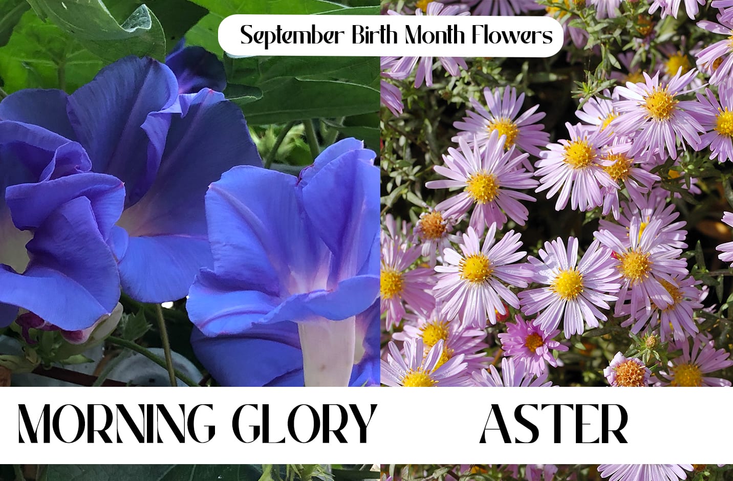 September Birth Month Flowers