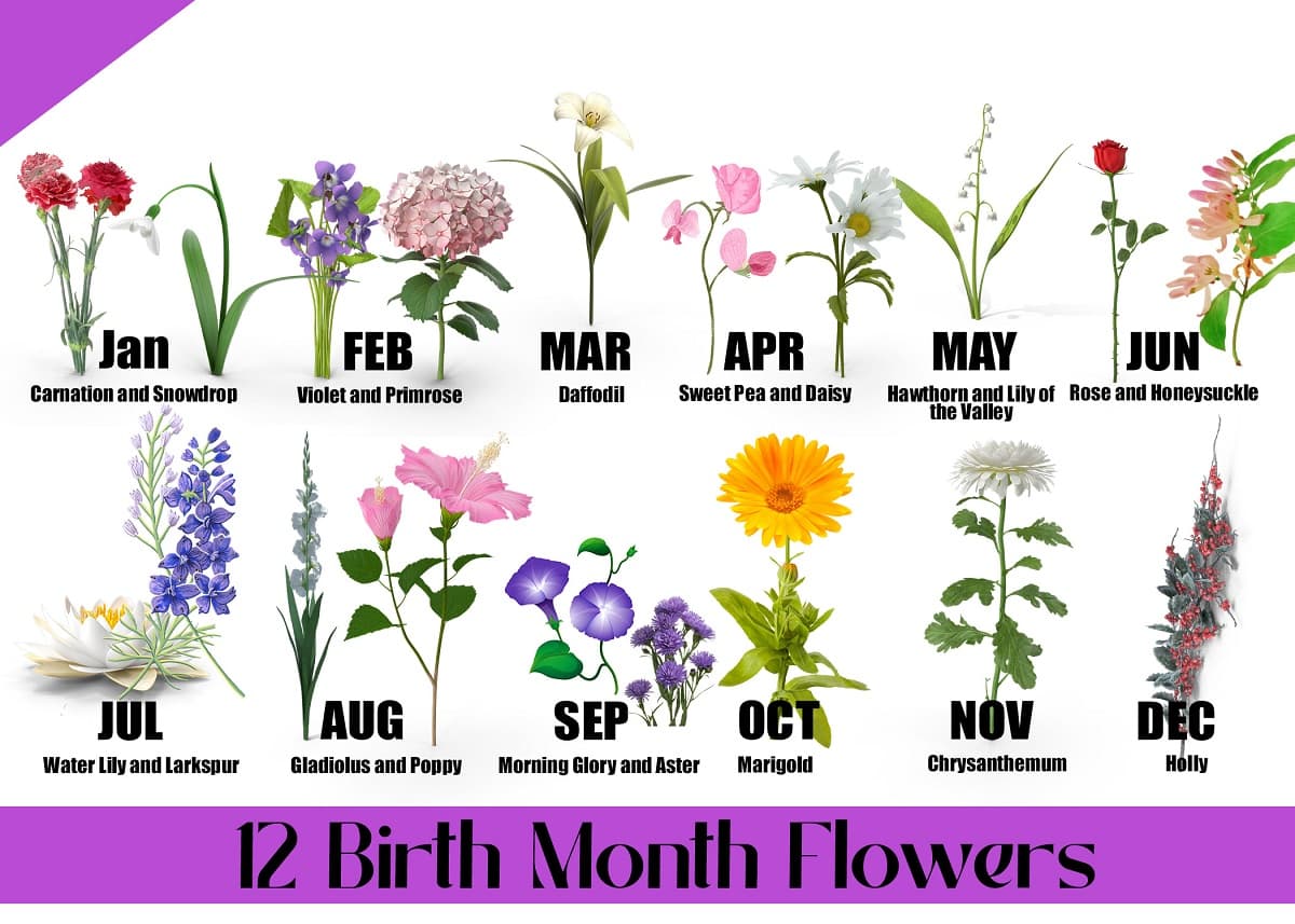 12 Birth Month Flowers And Their Meanings