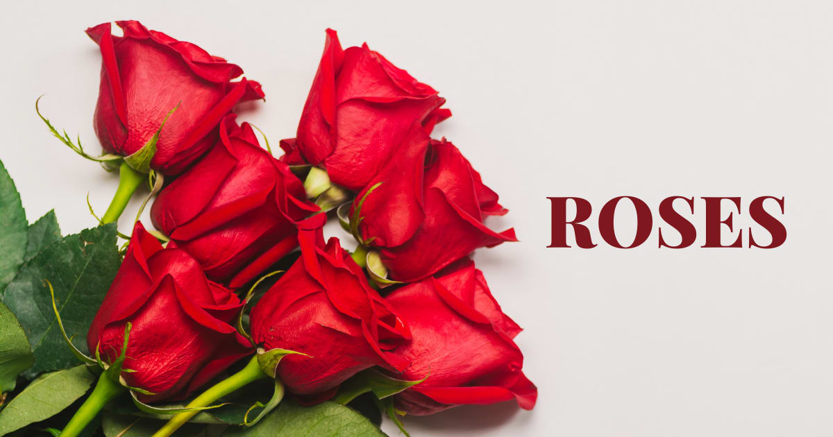 Roses - Best Mothers Day Flowers