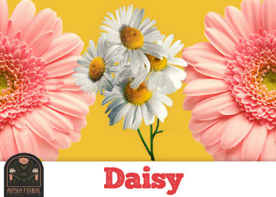 Daisy Anniversary Flowers