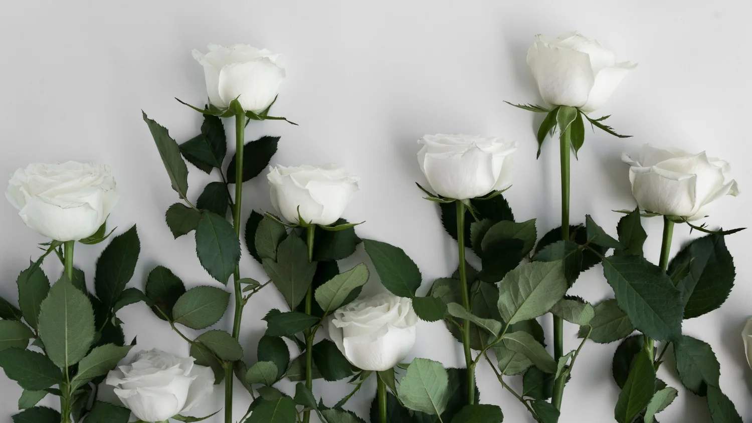 What Do White Roses Mean in Love and Relationships? 