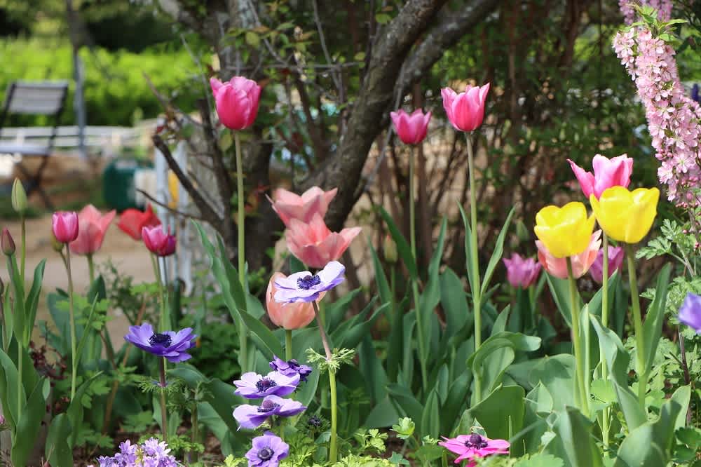 Seasonal Flower Care Tips: Round Best Practices