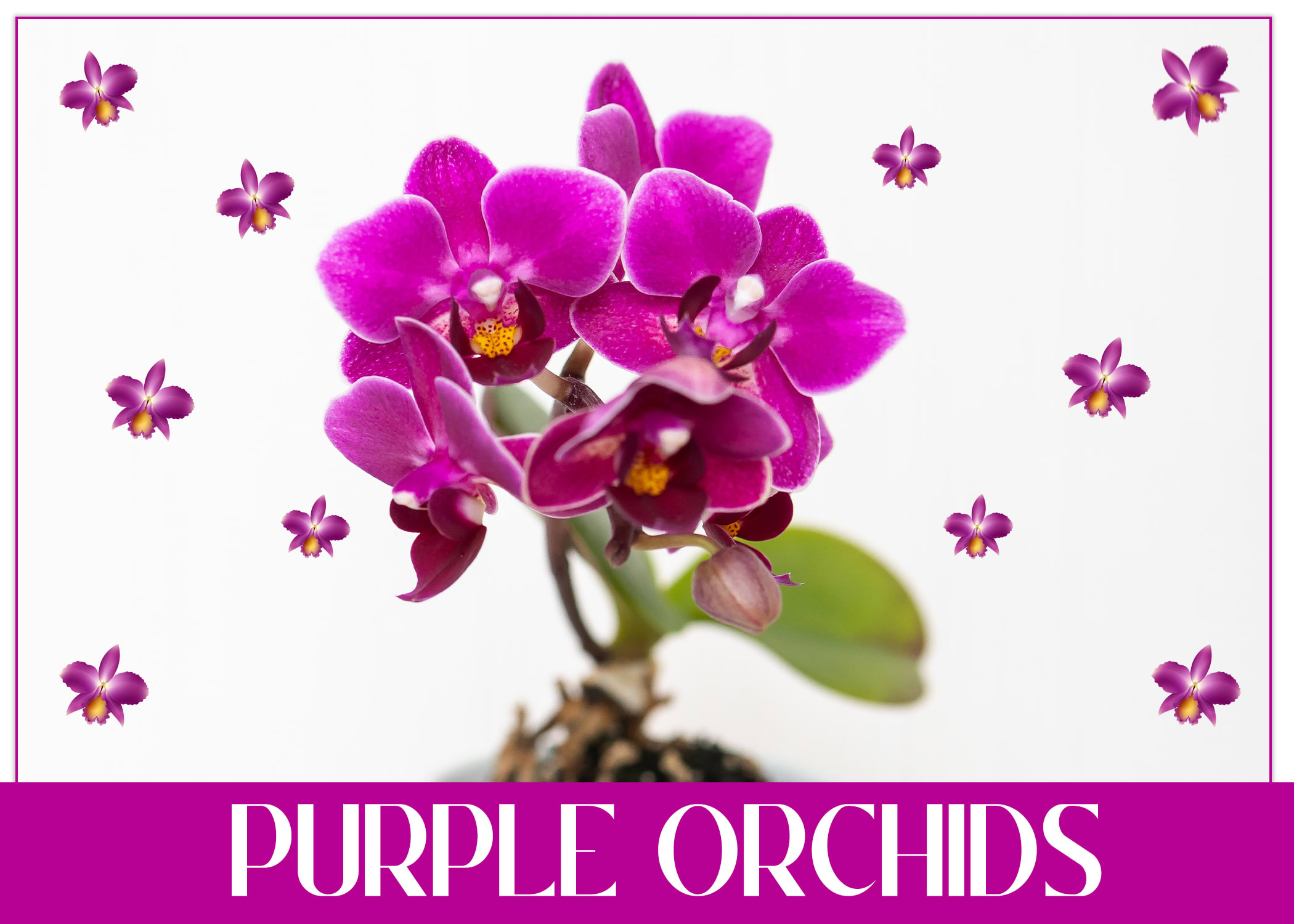 Purple Orchids