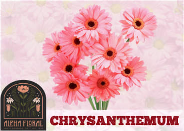 Chrysanthemum Anniversary Flower