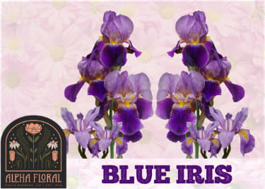 Blue Iris Anniversary Flower